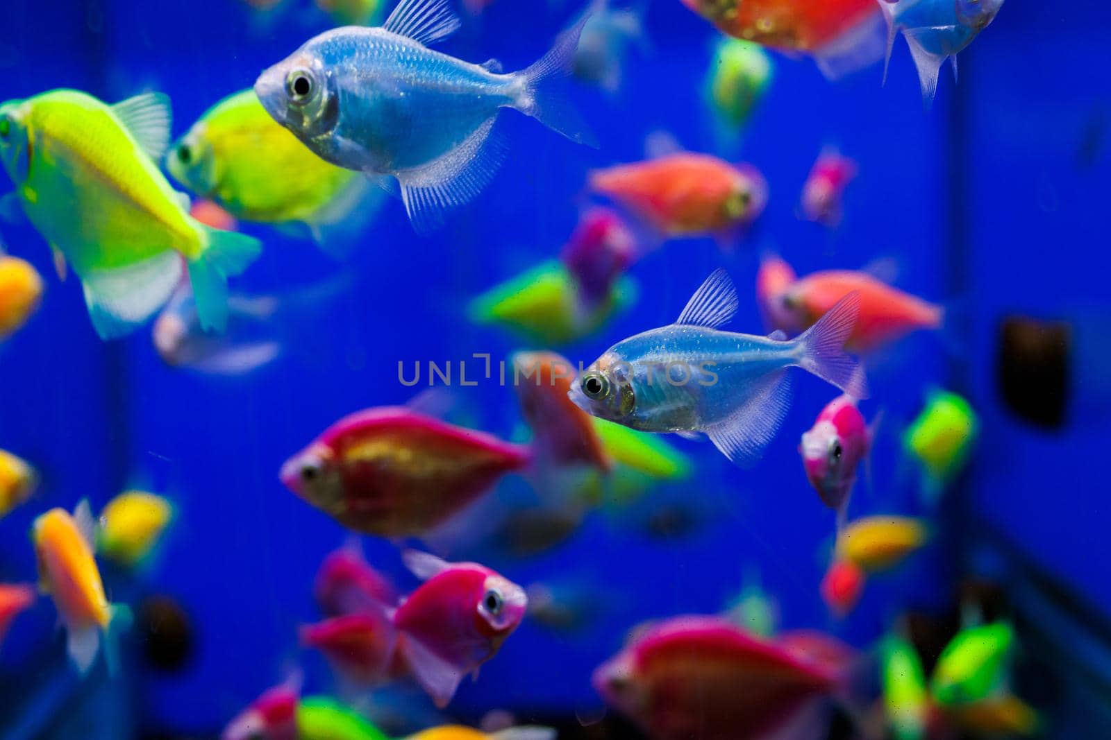 assortment of Ternetia Glofish on blue background in aquarium
