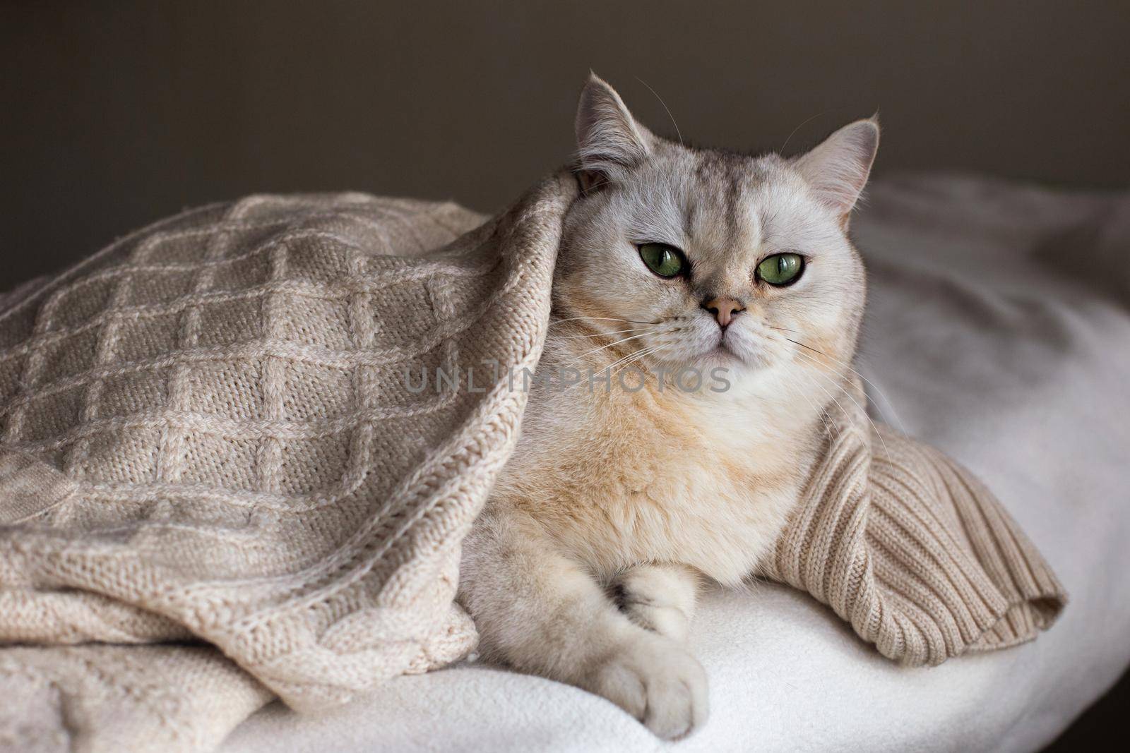 A white British cat lies on a white bed under a white knitted blanket by Zakharova