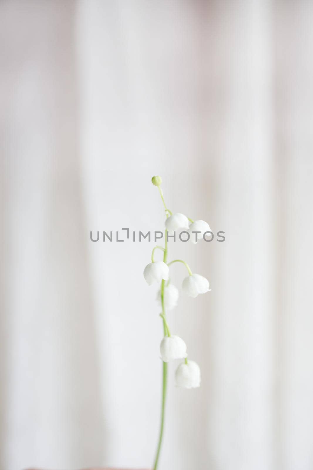 several sprigs of fresh lily of the valley flowers on a white light background. copy space