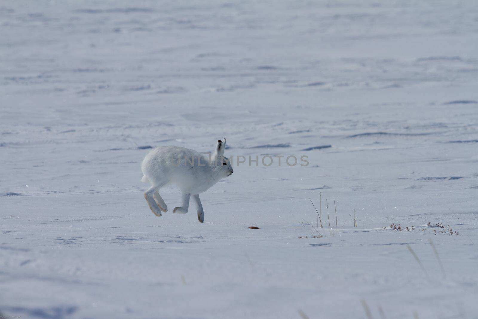 Arctic hare, Lepus arcticus, hopping around the snow in Canada's arctic tundra by Granchinho