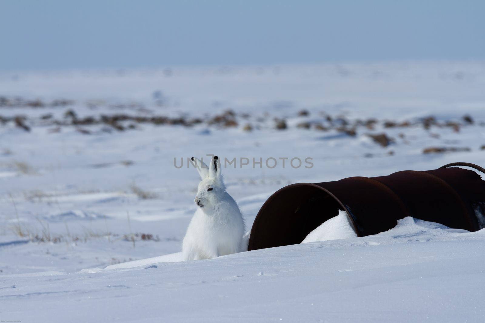 Arctic hare, Lepus arcticus, sitting on snow near an old fuel barrel, Nunavut Canada