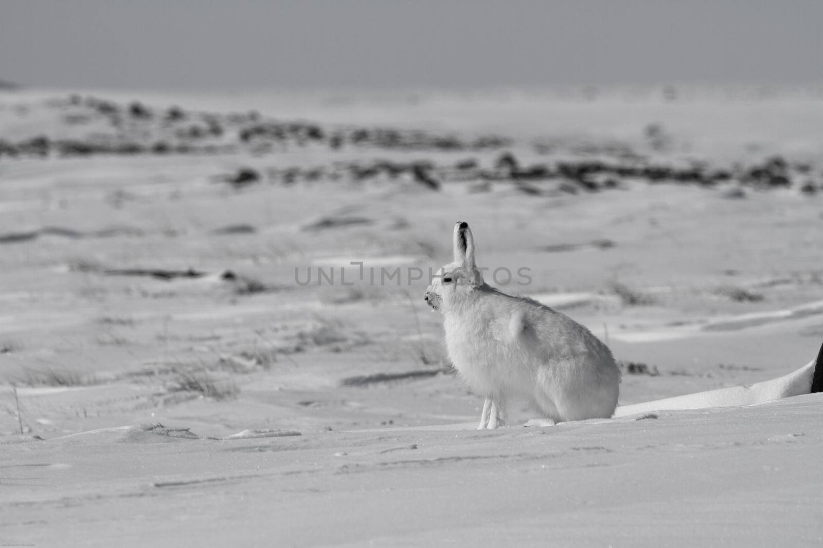 Arctic hare, Lepus arcticus, sitting on snow with ears pointing up, Nunavut Canada