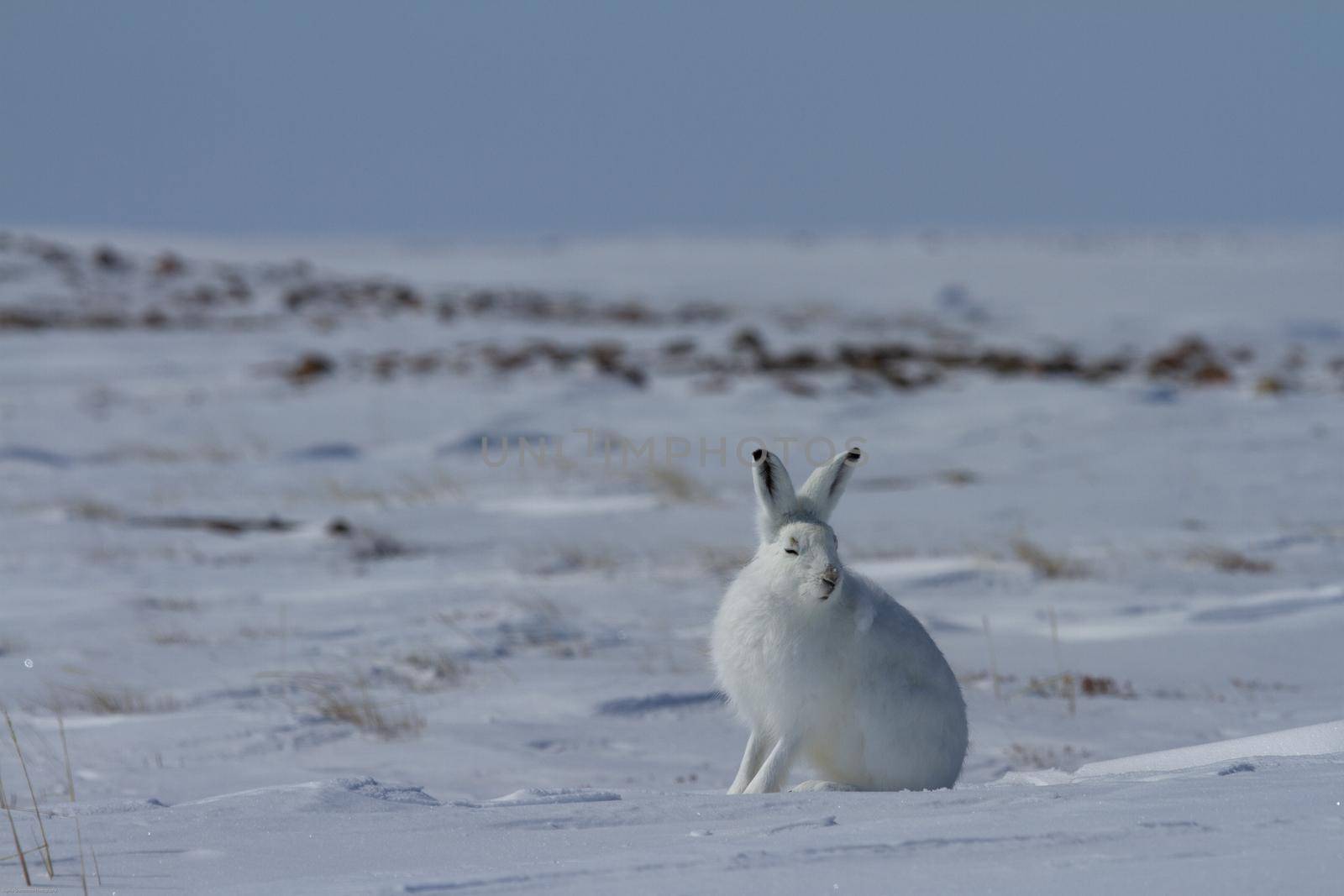 Arctic hare, Lepus arcticus, sitting on snow with ears pointing up and staring straight at the camera, Nunavut Canada