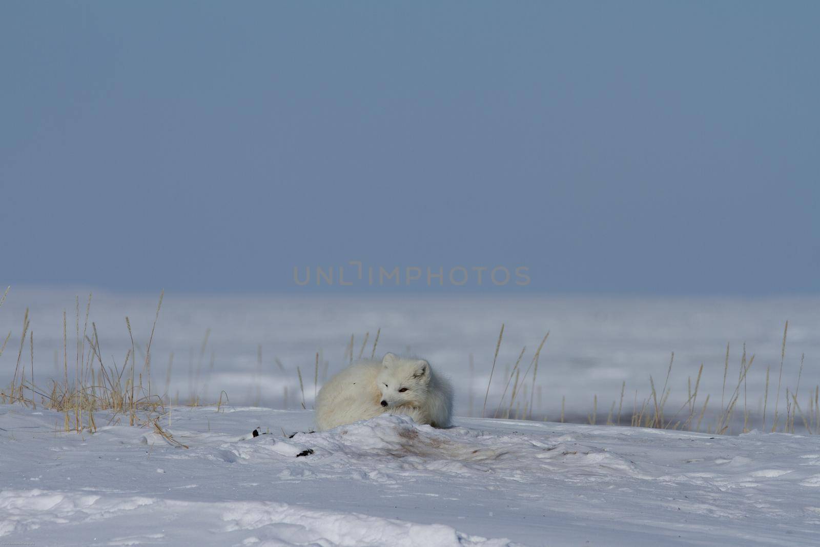 Arctic fox, Vulpes Lagopus, curled up in a pile of snow by Granchinho