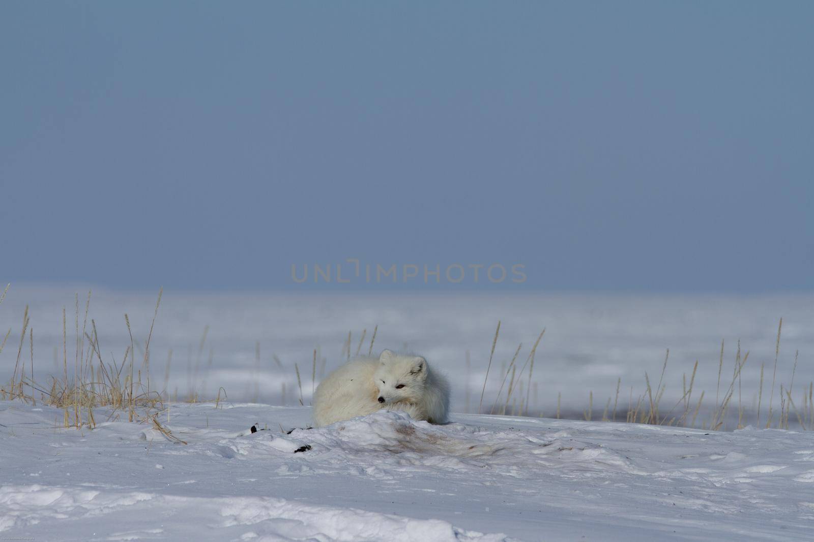 This fox was found near the community of Arviat curled up in a pile of snow, Arviat, Nunavut