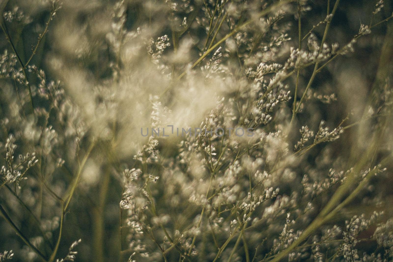 Contrast brown beige light. Abstract real nature photo background. Macro meadow field grass flower wheat herb. Seasons autumn winter spring summer tone stock collection. Blur vintage effect minimalism.