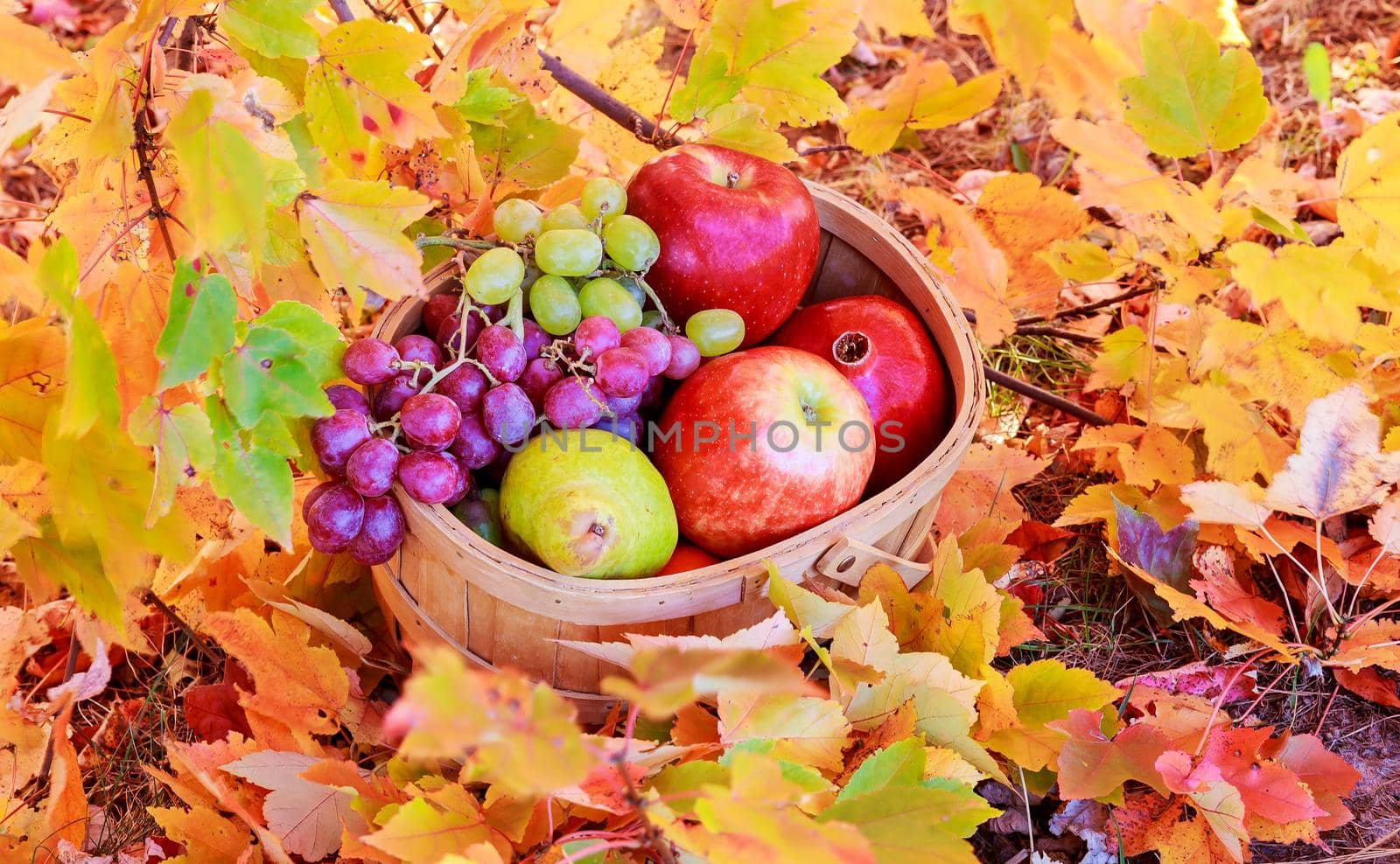autumn leaves yellow apples grapes grenades basket of apples and grapes on the green grass