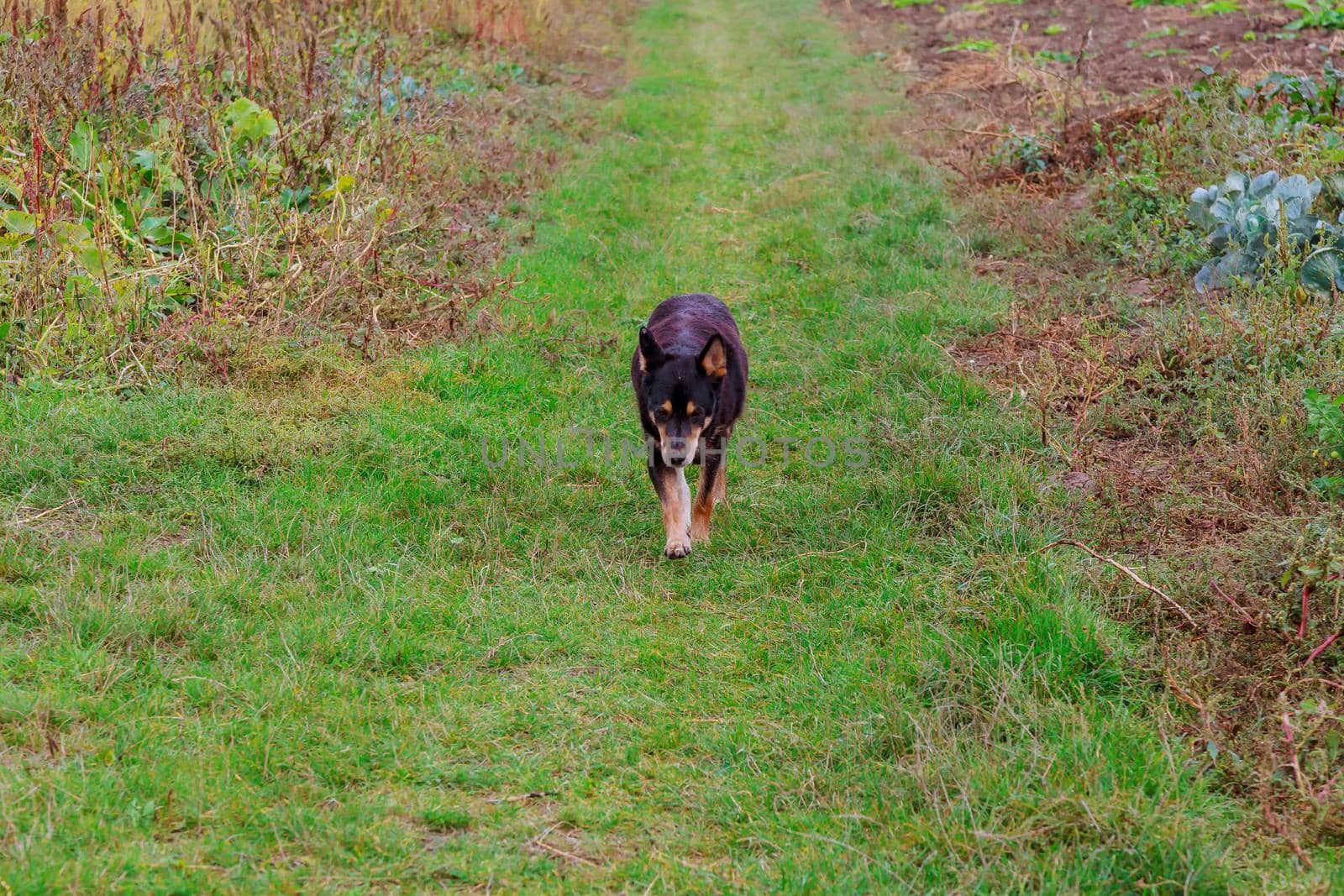 A beautiful dog running in the green grass