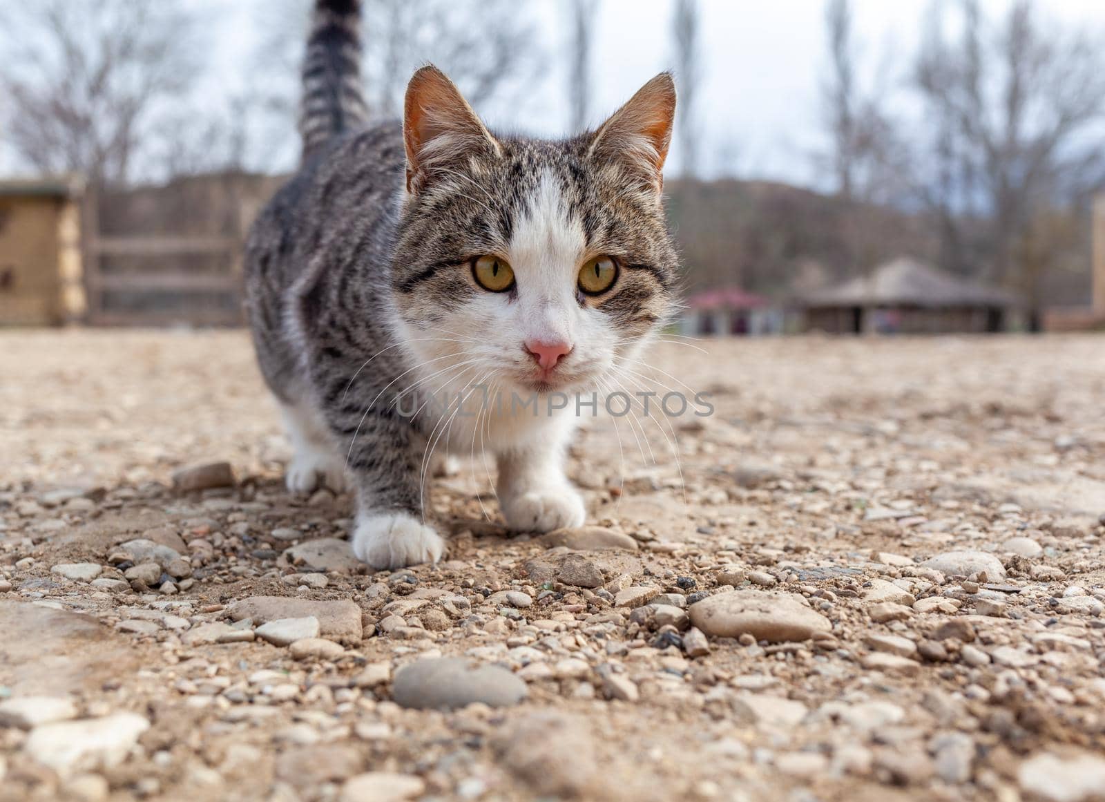 A beautiful striped street cat in the countryside. The cat is walking and looking at the camera