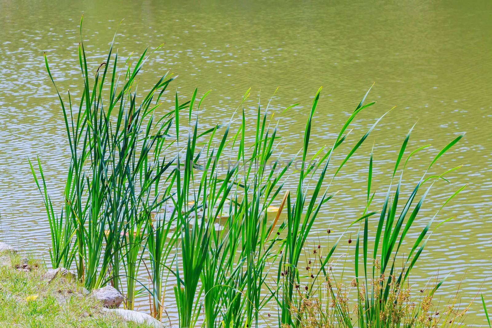 reeds growing at the lake reeds lake