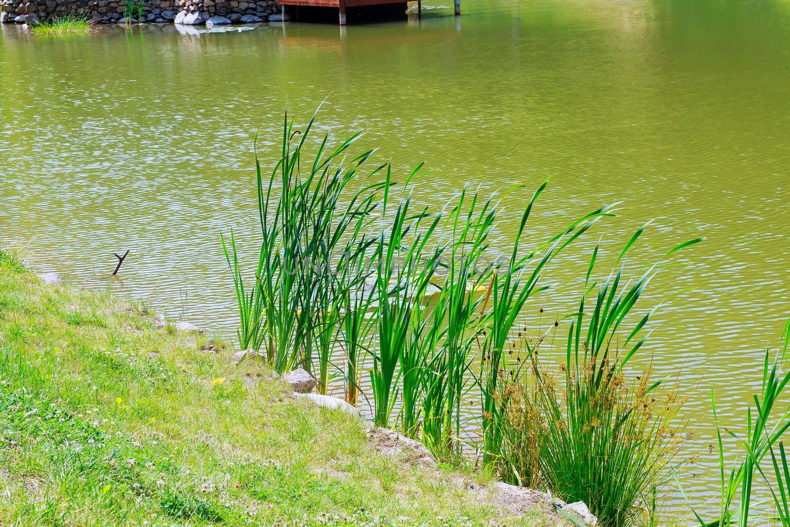 reeds at the lake shore, selective focus reeds lake