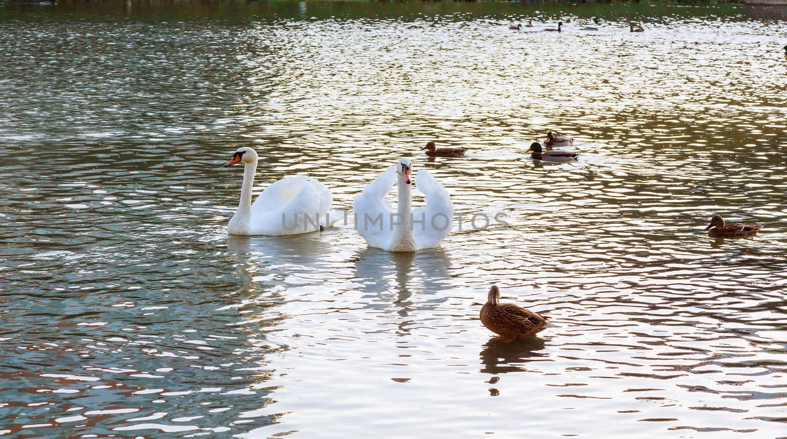 Two white swans float on water in park by ungvar