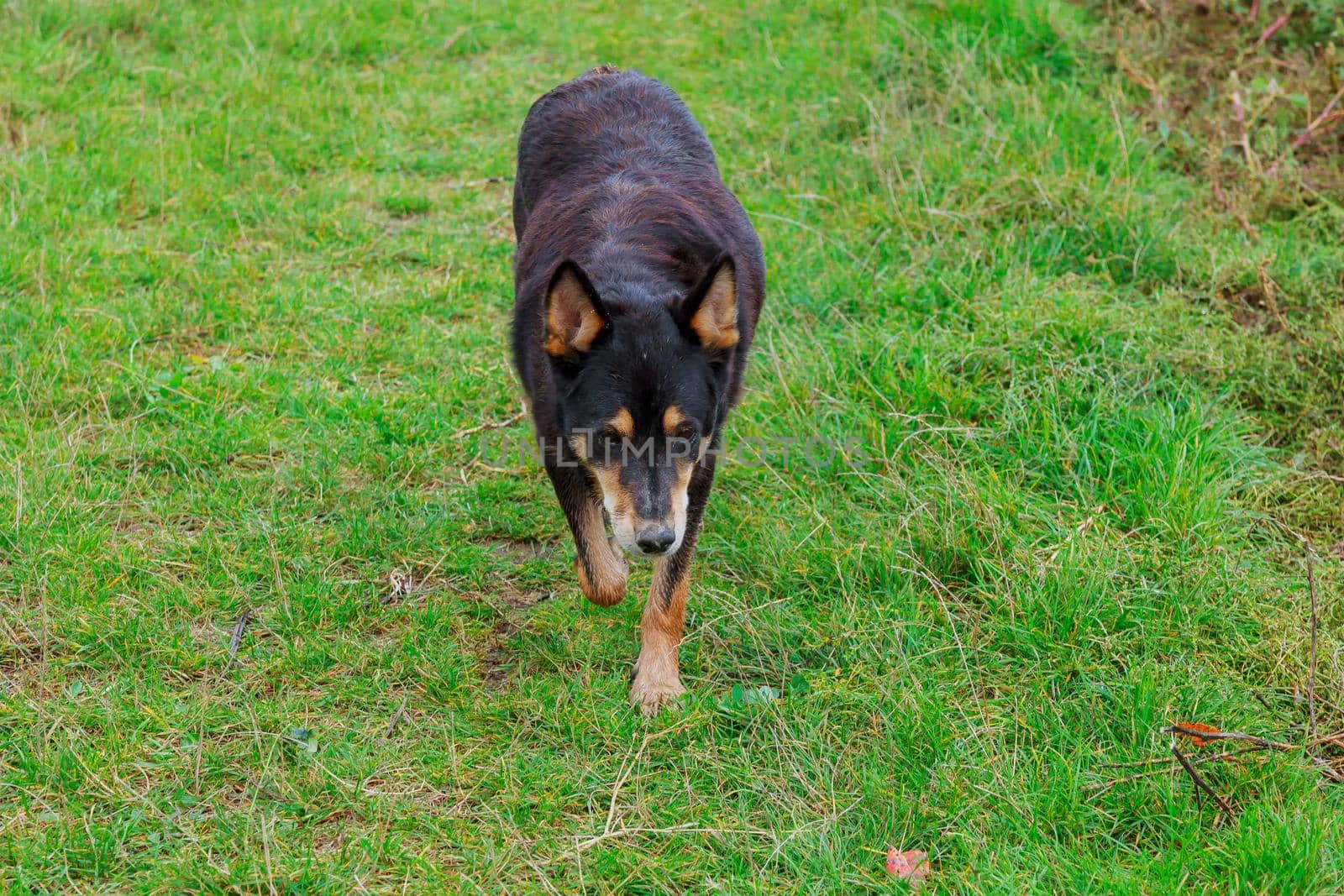 A beautiful dog running in the green grass