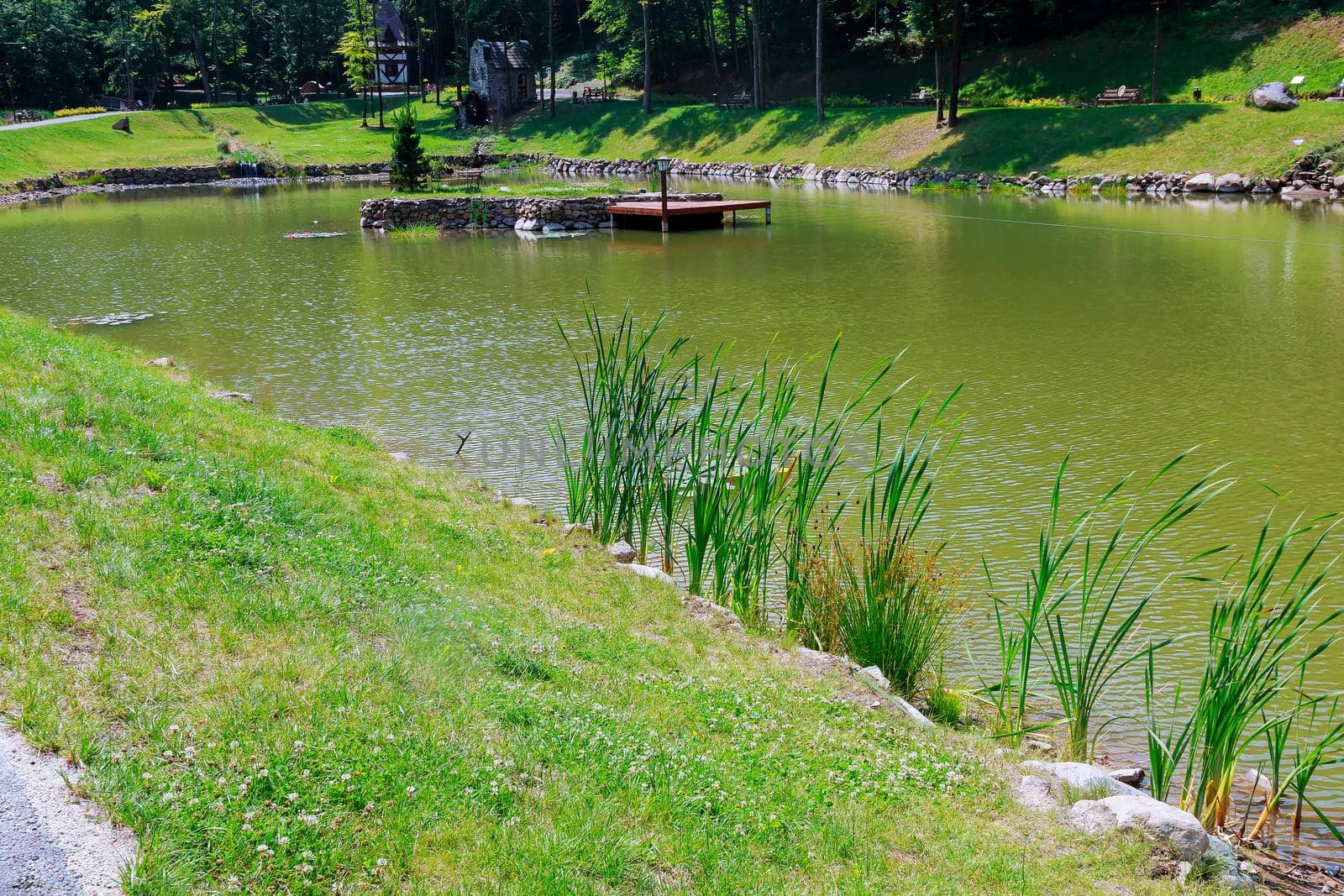 reeds at the lake shore, selective focus reeds lake