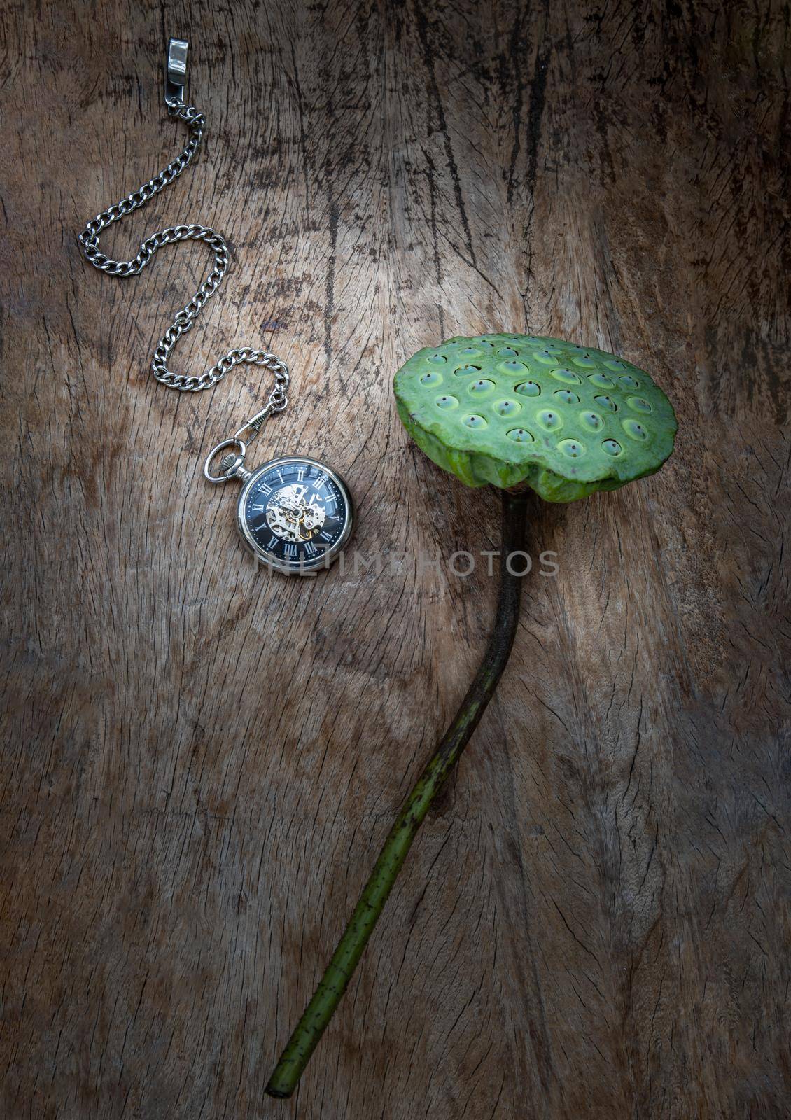 A retro pocket watch and Fresh green lotus seed pods on old wooden board background.  by tosirikul