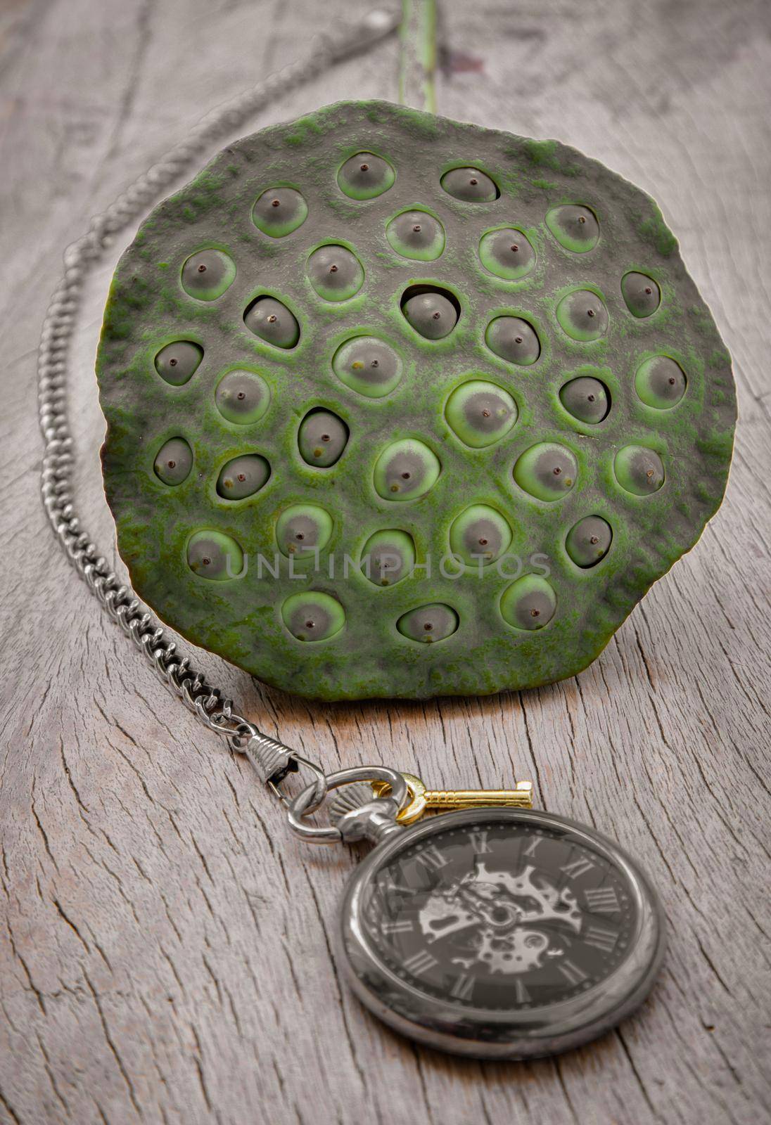 A retro pocket watch and Fresh green lotus seed pods on old wooden board background. Time and Peace conept, Copy space, Selective focus.