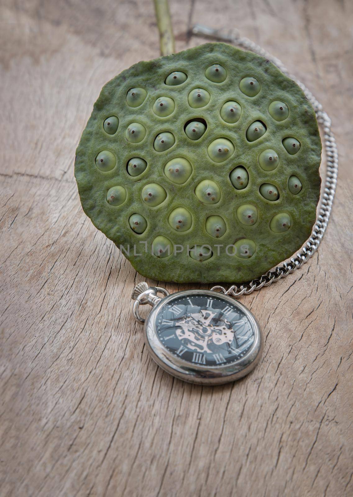 A retro pocket watch and Fresh green lotus seed pods on old wooden board background.  by tosirikul