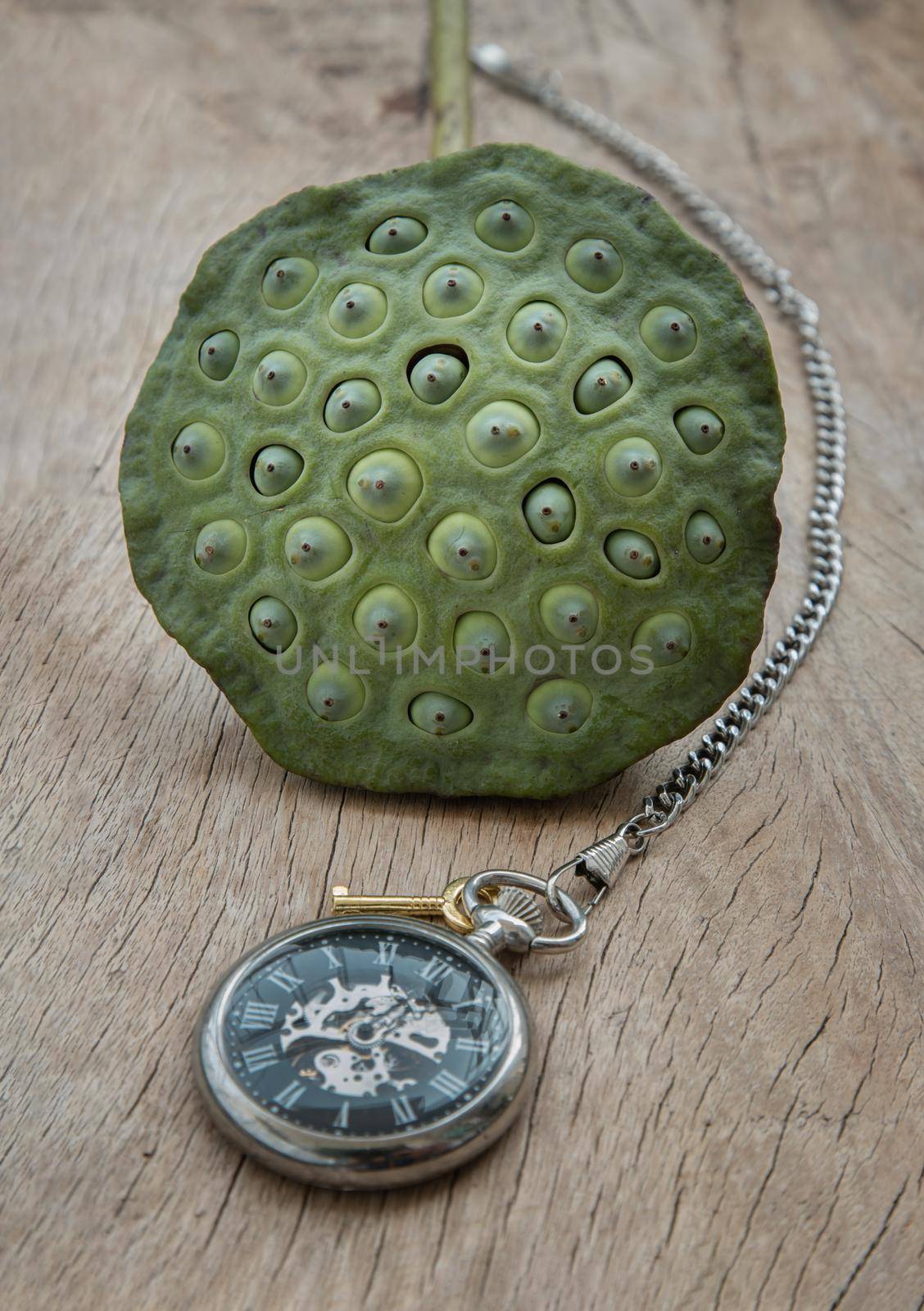 A retro pocket watch and Fresh green lotus seed pods on old wooden board background.  by tosirikul