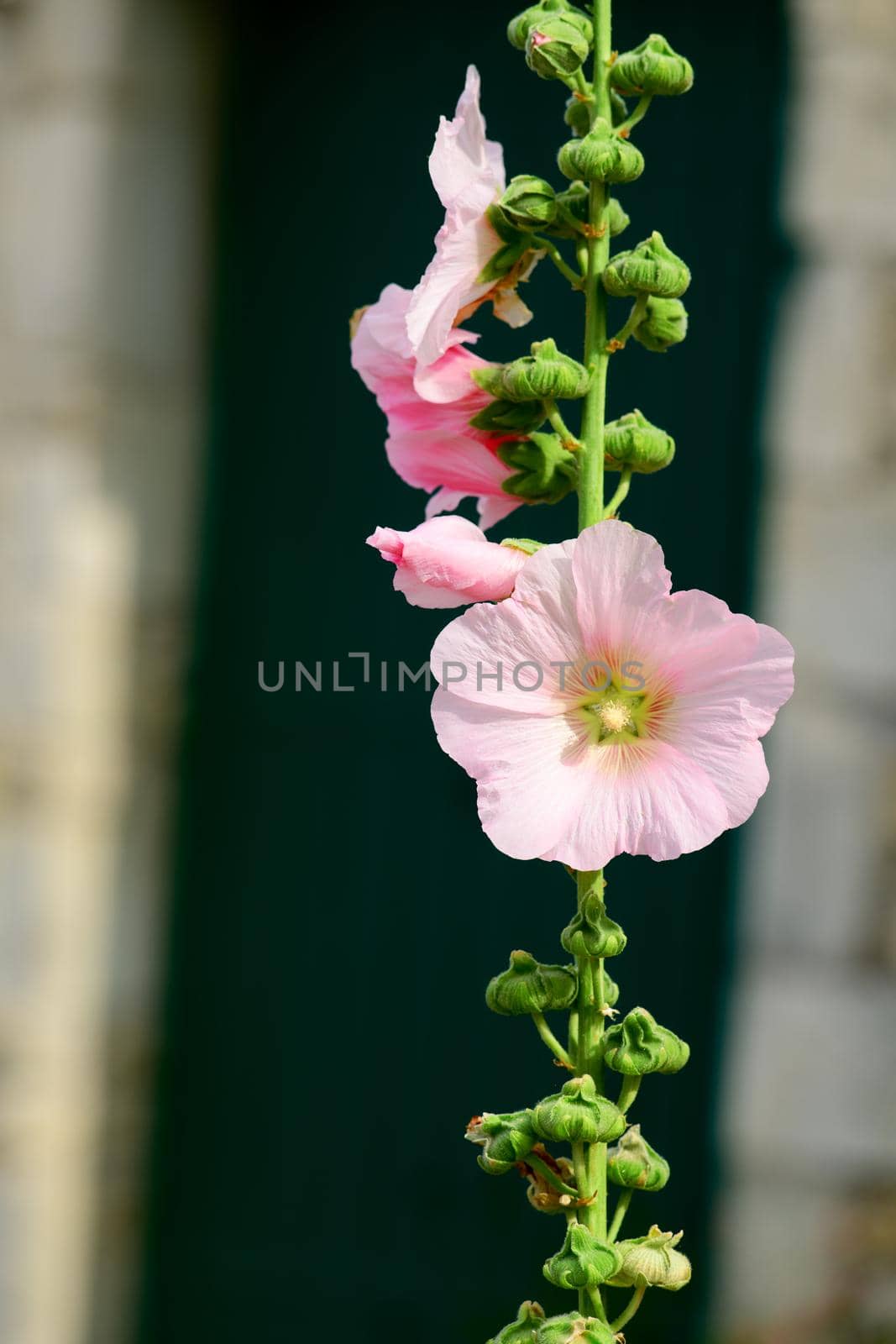 Closeup of a Hollyhock in front of a green painted door, who is out of focus on a sunny summerday