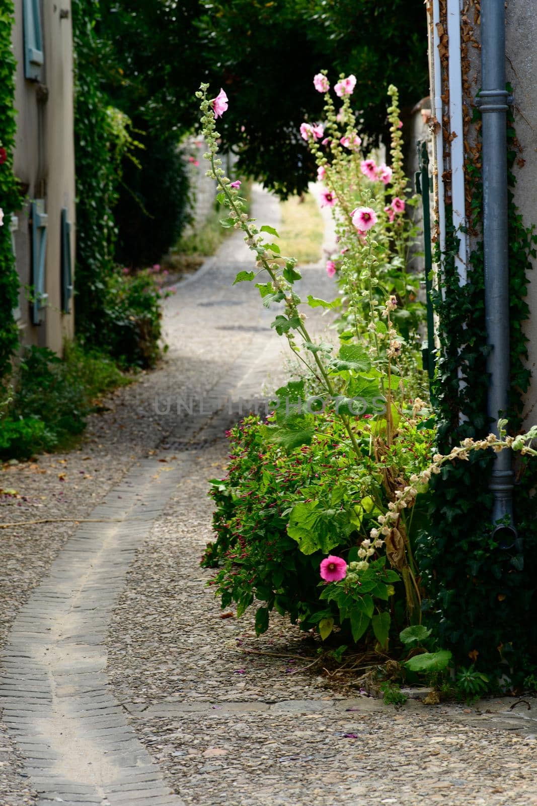 small alley with hollyhock by Youri