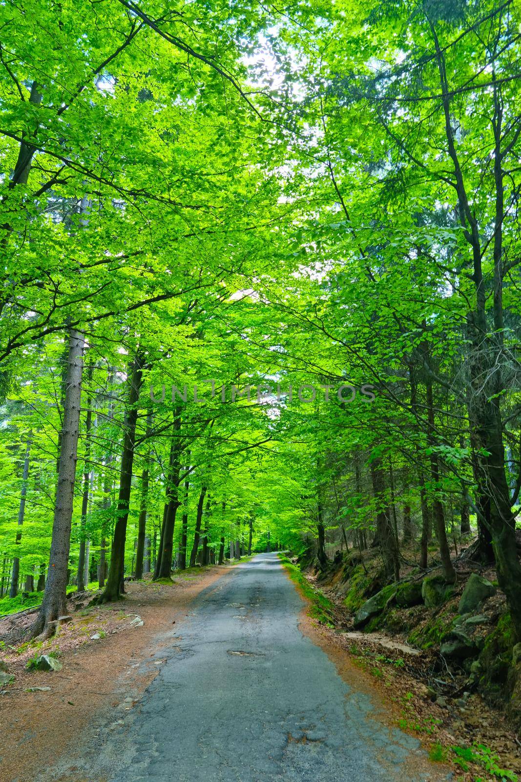 Beautiful road along green trees in summer forest