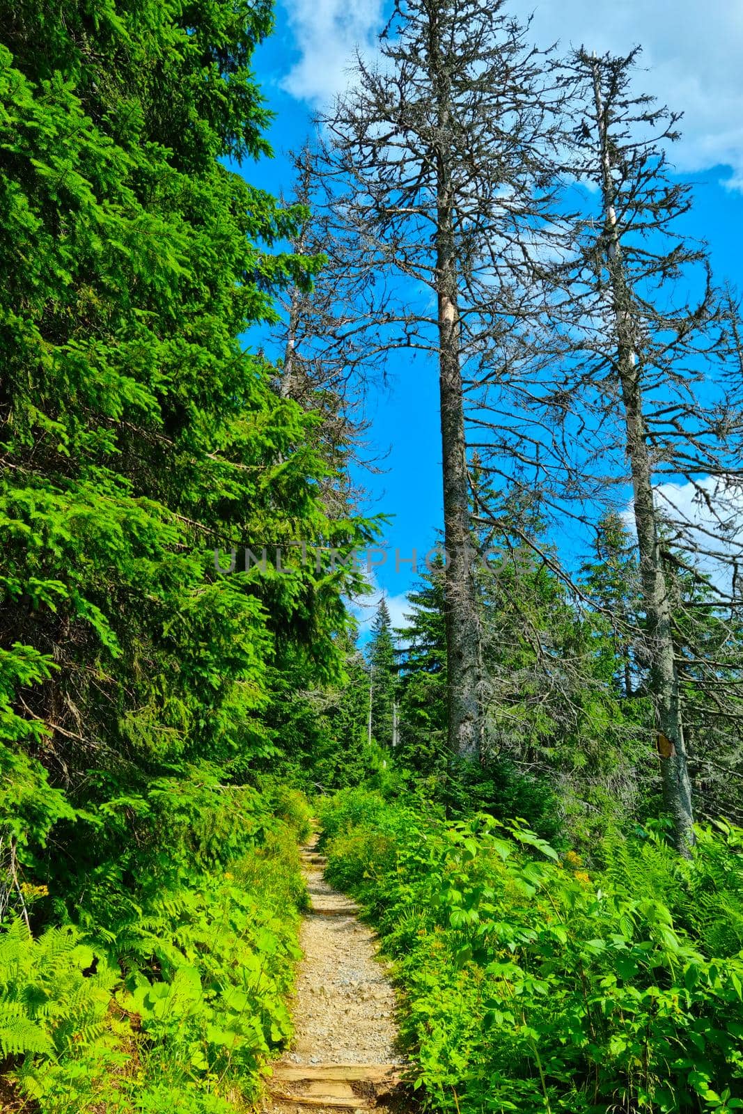 Picturesque green trail high in the mountains on a sunny day. Walking in the mountains