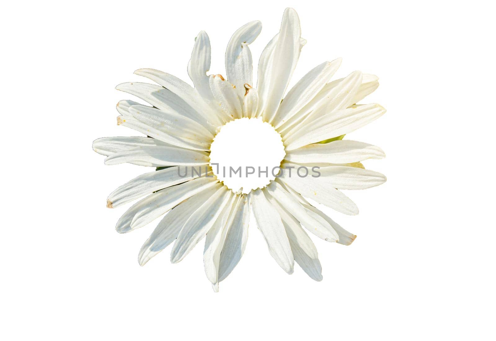 one daisy head surface close up flower isolated on white by claire_lucia
