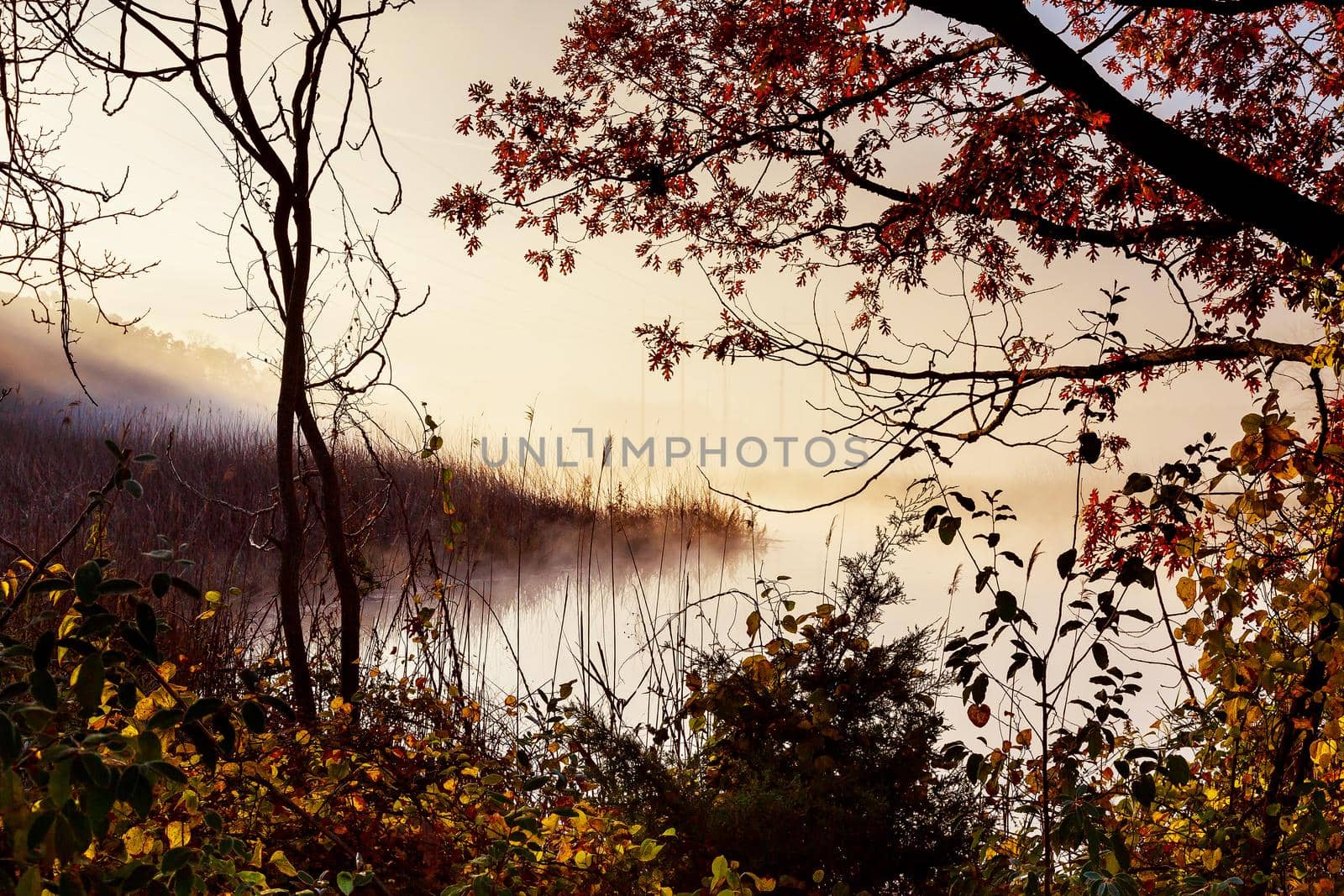 morning fog over river in autumn by ungvar