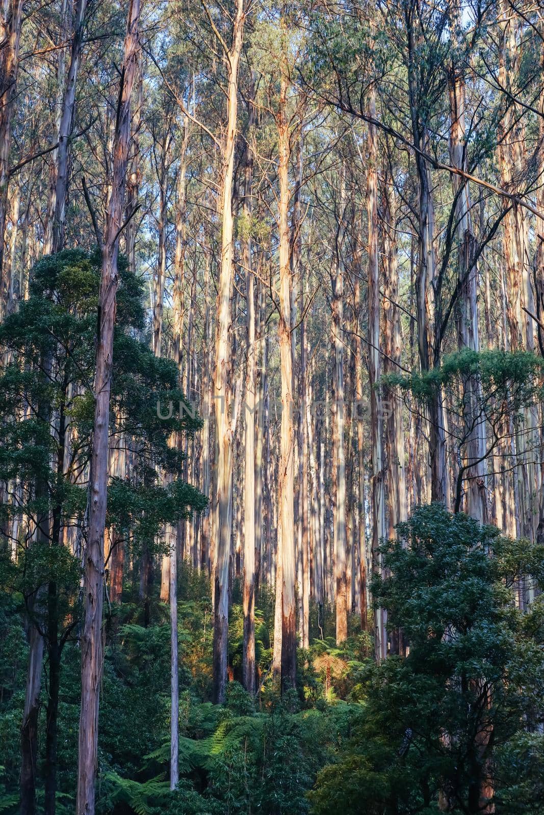 The Black Spur near Narbethong on a cool autumn morning in Victoria, Australia