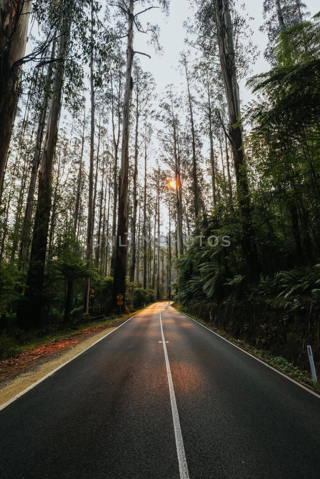 The Black Spur near Narbethong on a cool autumn morning in Victoria, Australia