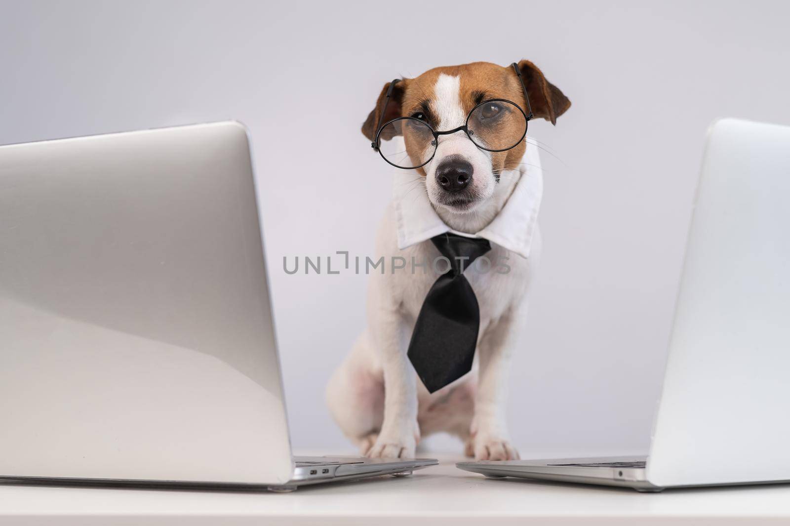 Jack Russell Terrier dog in glasses and a tie sits between two laptops on a white background