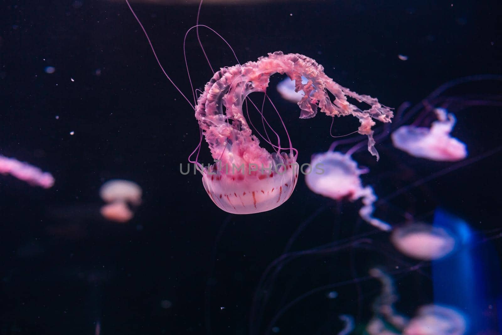 Small jellyfishes illuminated with blue light swimming in aquarium