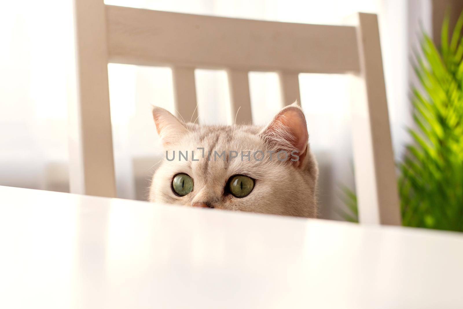 Funny white British cat peeks out from under a white table by Zakharova