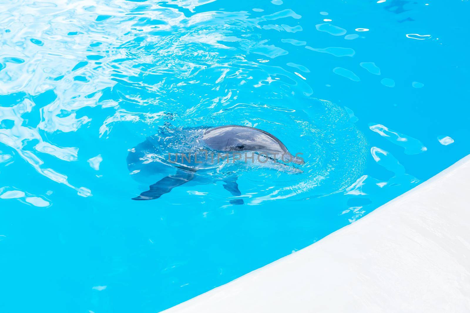 dolphins swim in the pool, show.