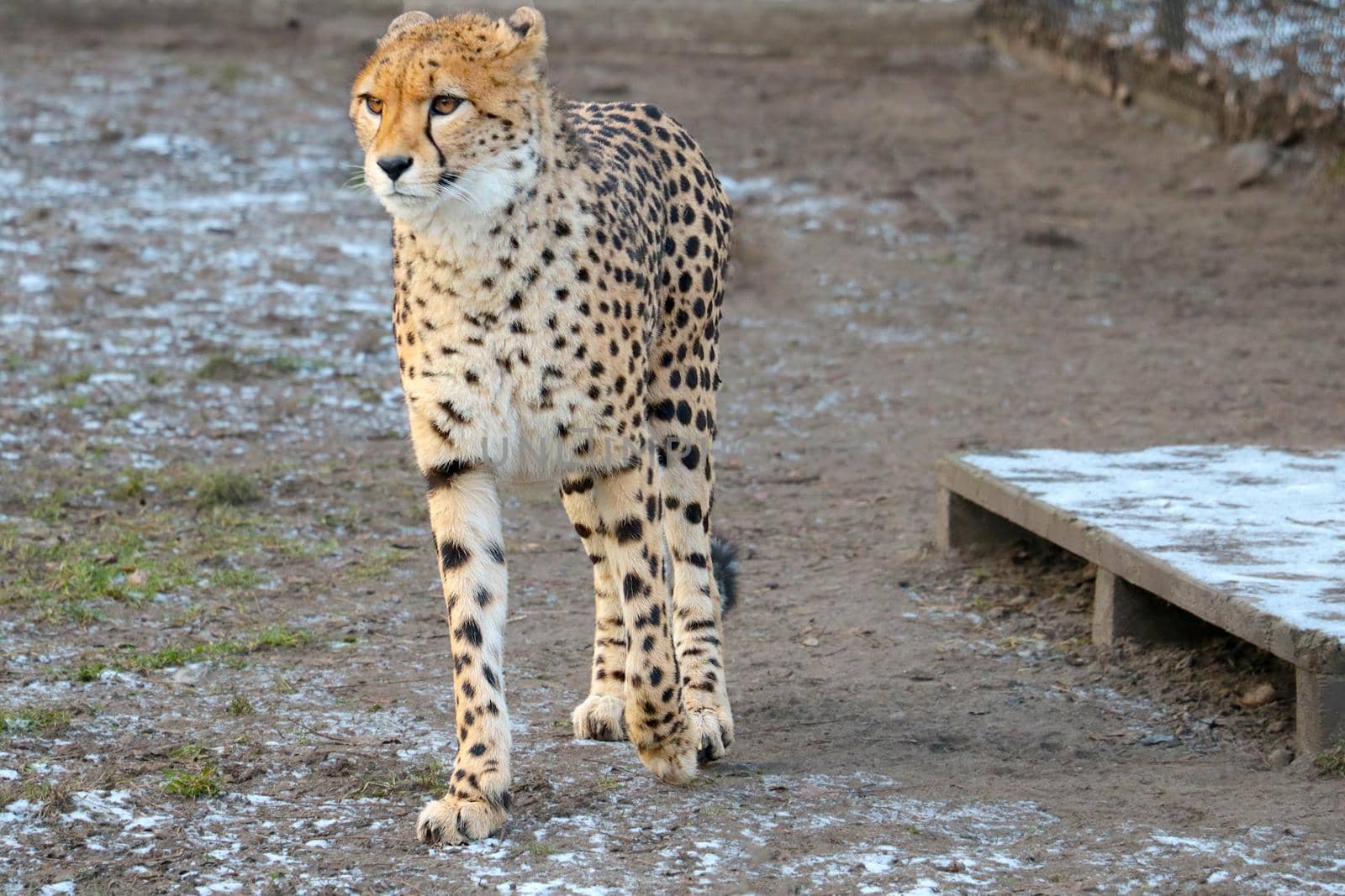 Close-up on a beautiful cheetah. The cheetah is a carnivorous mammal of the cat family. The fastest of all land mammals is the cheetah. by kip02kas