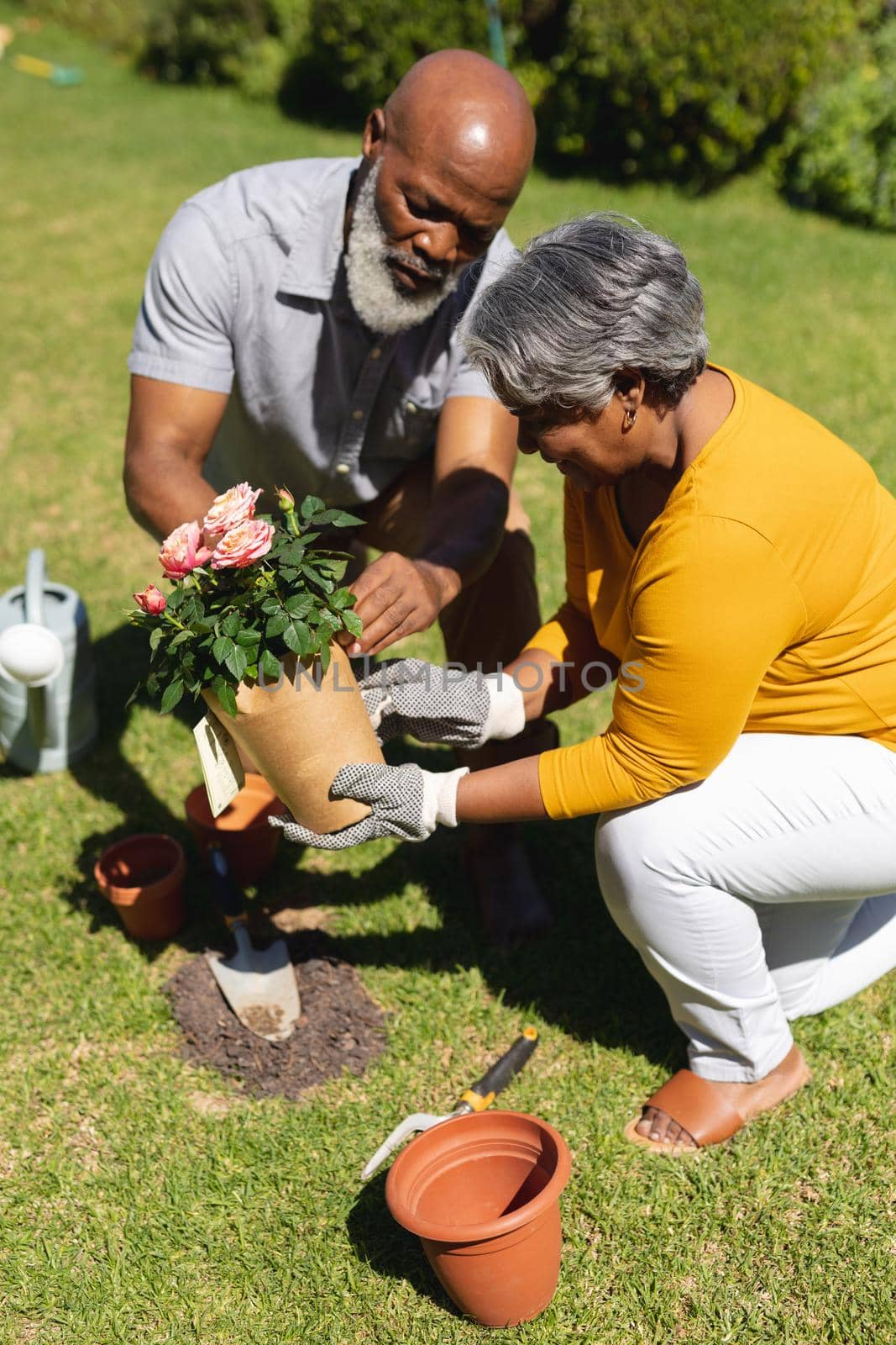 Senior african american couple spending time in sunny garden together planting flowers. retreat, retirement and happy senior lifestyle concept.