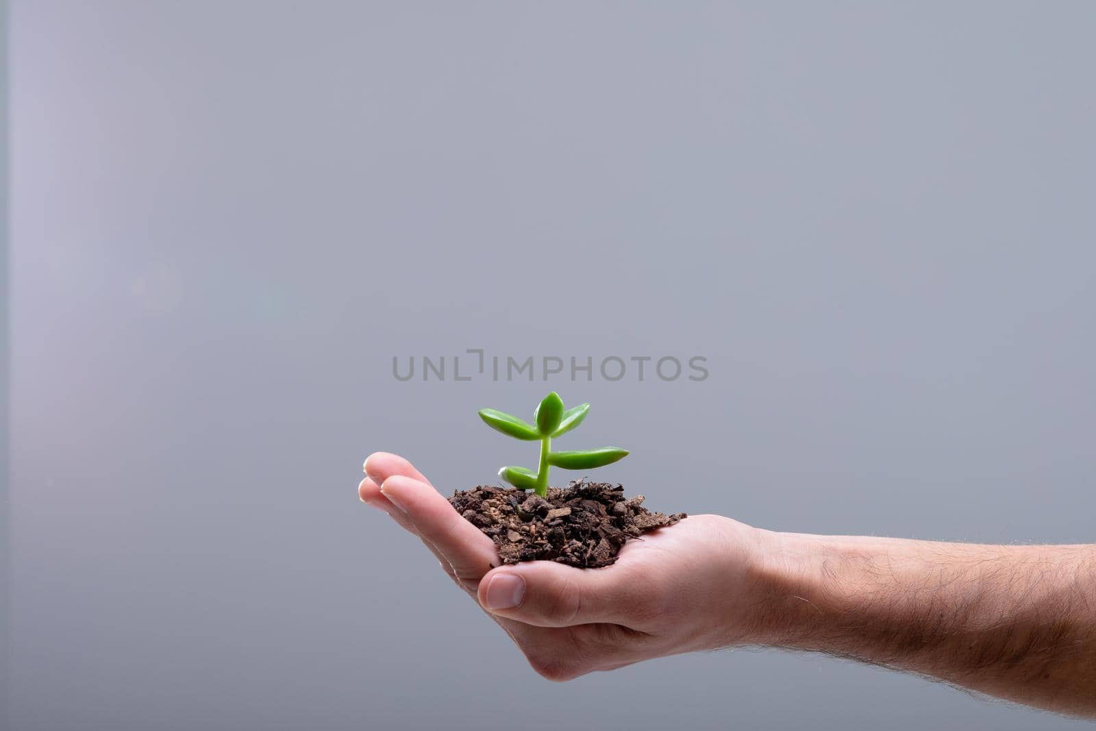 Midsection of caucasian businessman holding plant seedling, isolated on grey background by Wavebreakmedia