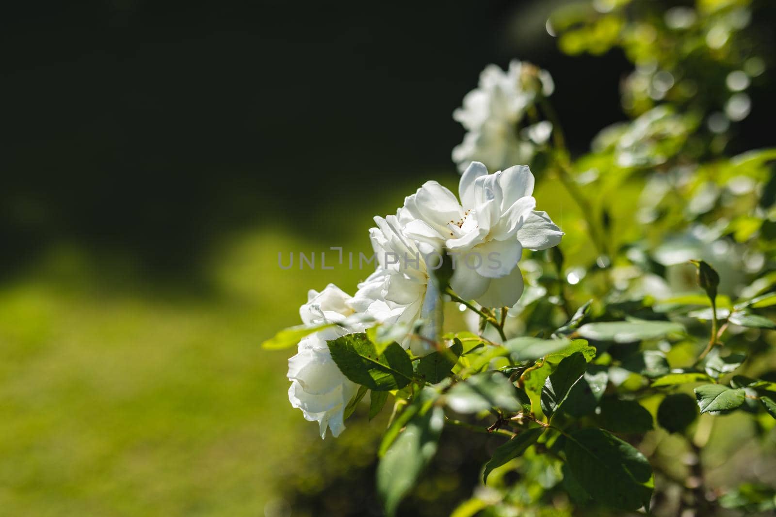 General view of white flowers in stunning summer garden. beauty in nature and growth concept.