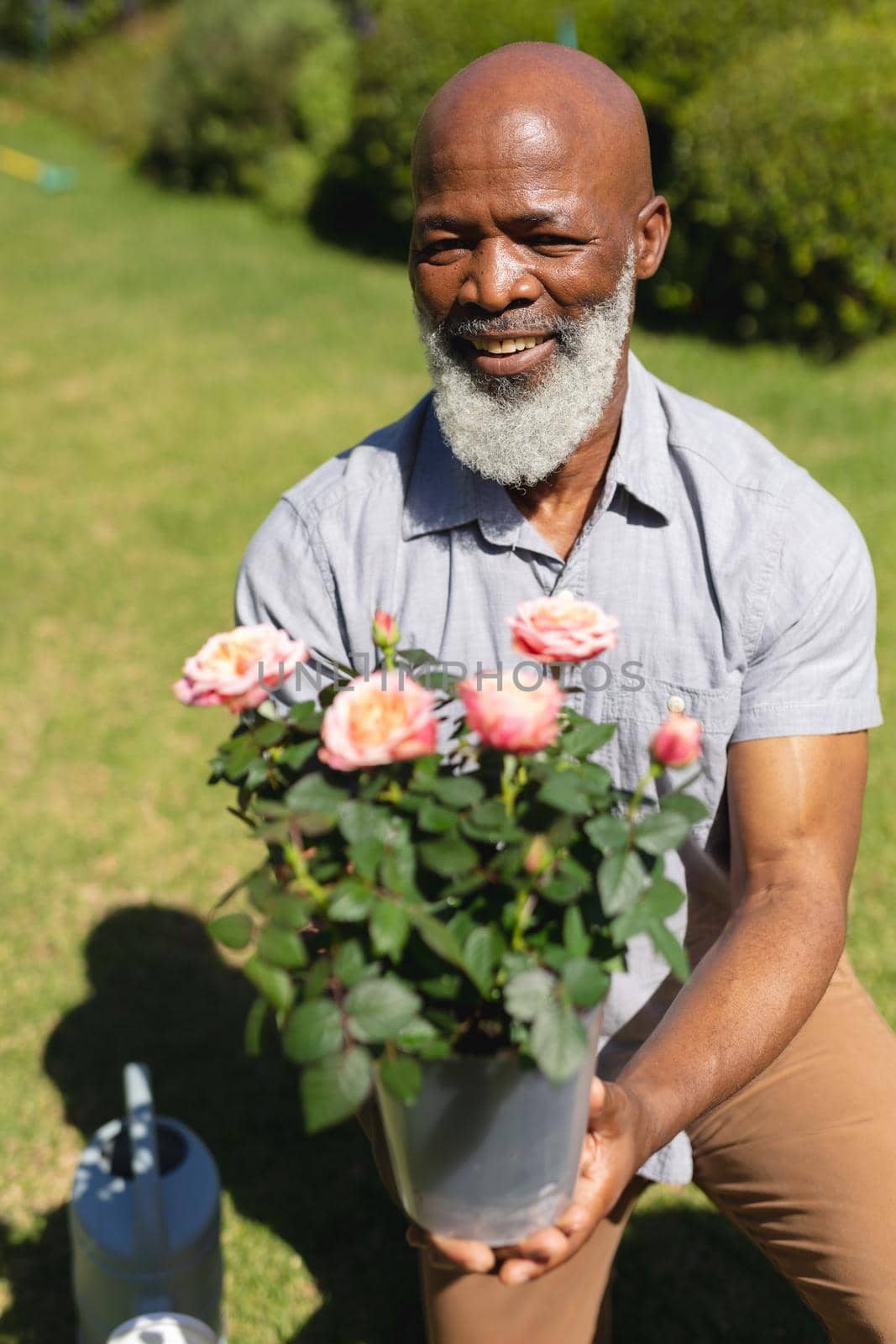Portrait of senior african american man spending time in sunny garden holding flowers. retreat, retirement and happy senior lifestyle concept.