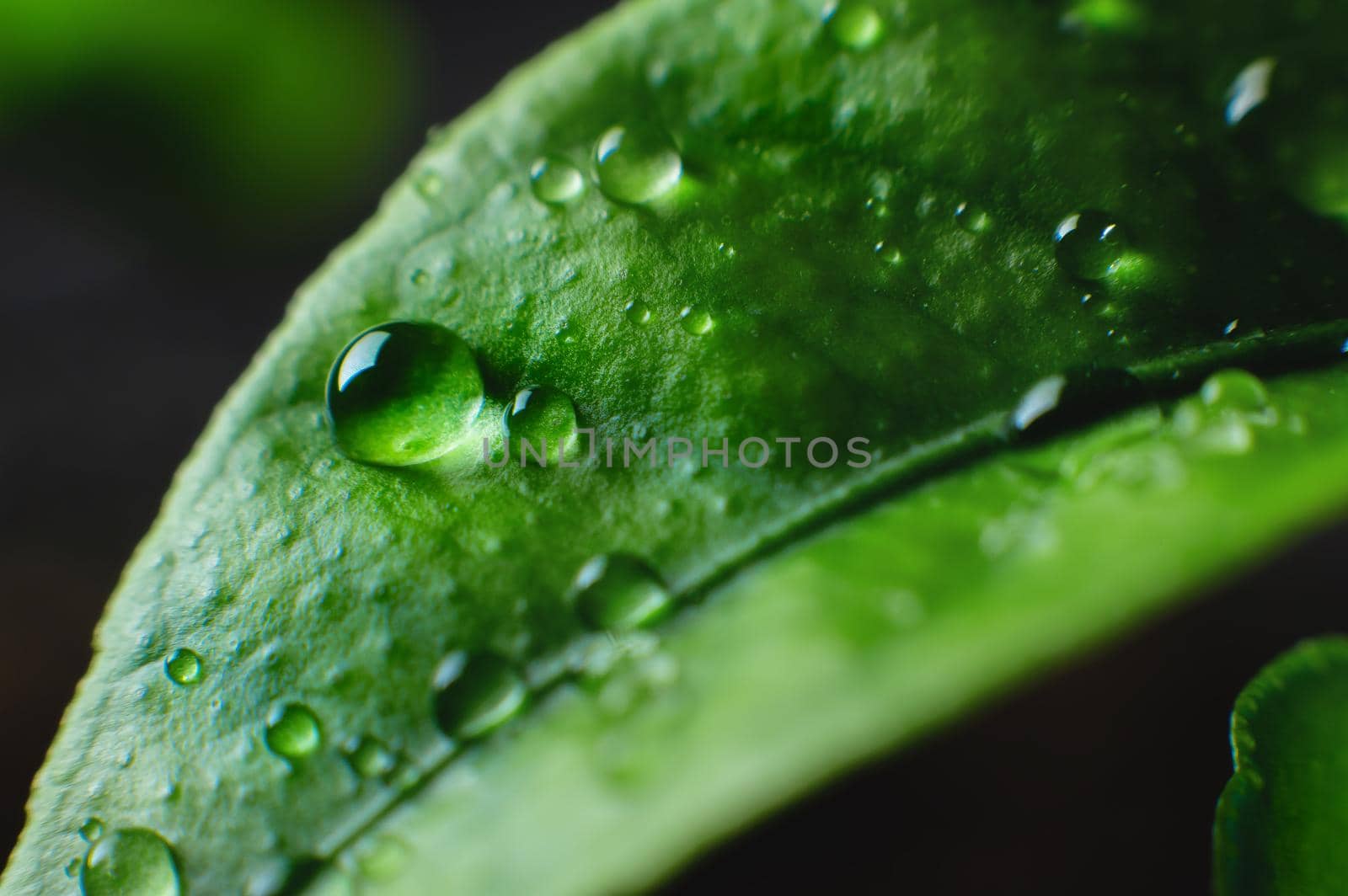 Beauty transparent water drop on green leaves macro with sun glare. A beautiful artistic depiction of a fresh nature environment in spring or summer. high contrast.