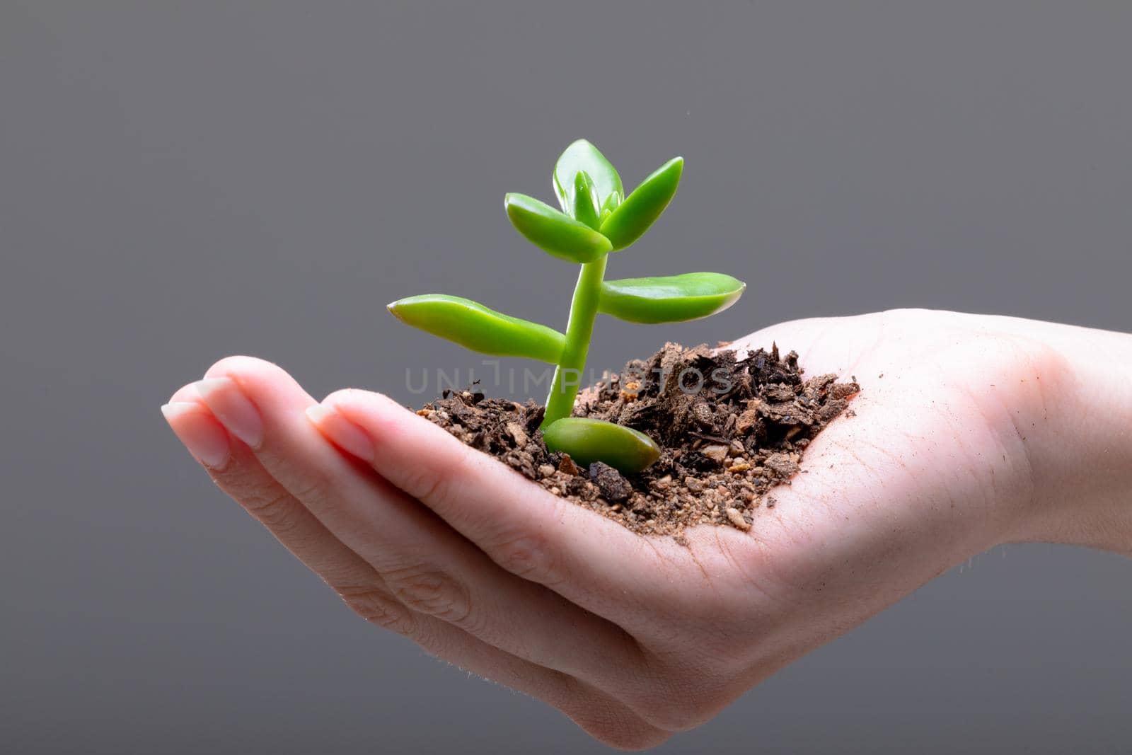 Close up of caucasian businesswoman holding plant seedling, isolated on grey background. business, technology, communication and growth concept. age.