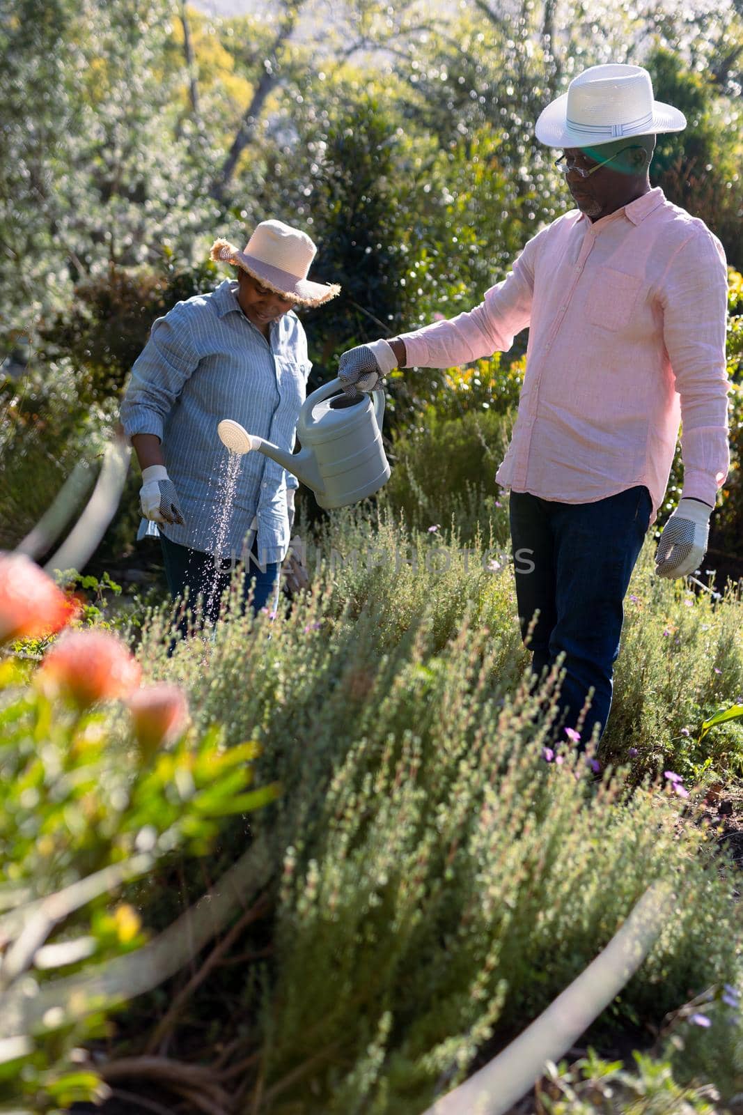 African american senior couple wearing hats, gardening, watering plats outdoors by Wavebreakmedia