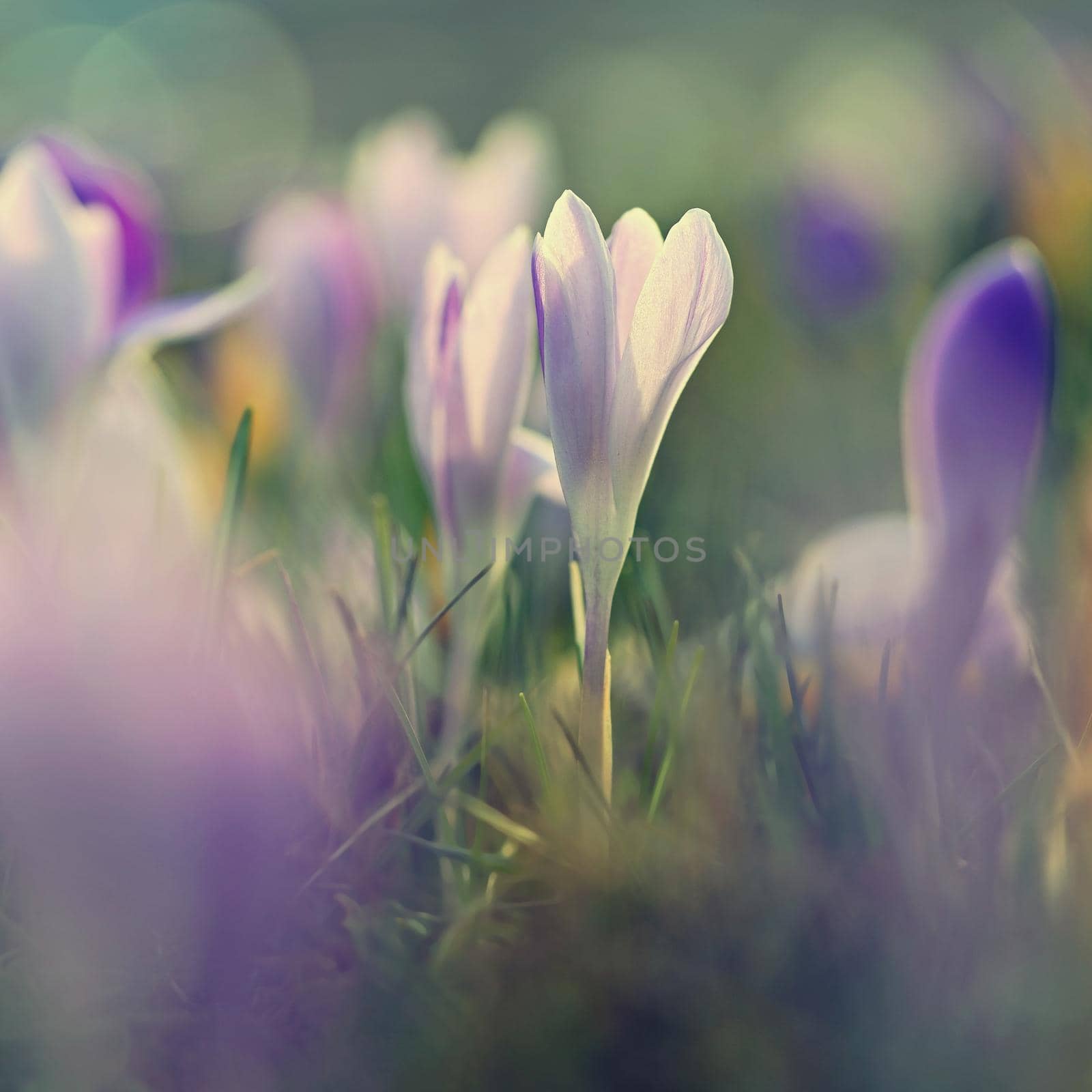 Spring background with flowers. Nature and delicate photo with details of blooming colorful crocuses in spring time.(Crocus vernus)