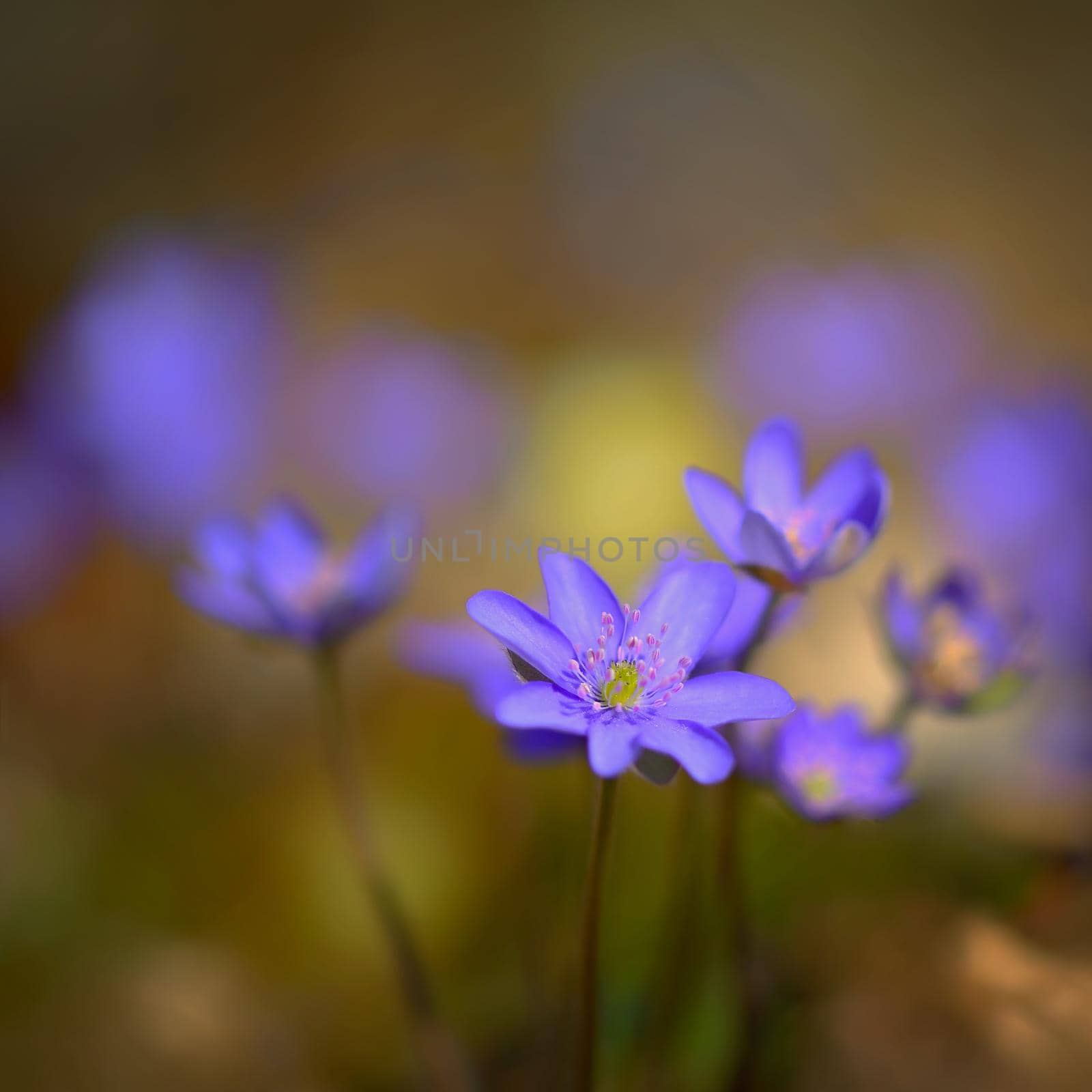 Spring flower. Beautiful purple plant in the forest. Colorful natural background. (Hepatica nobilis)