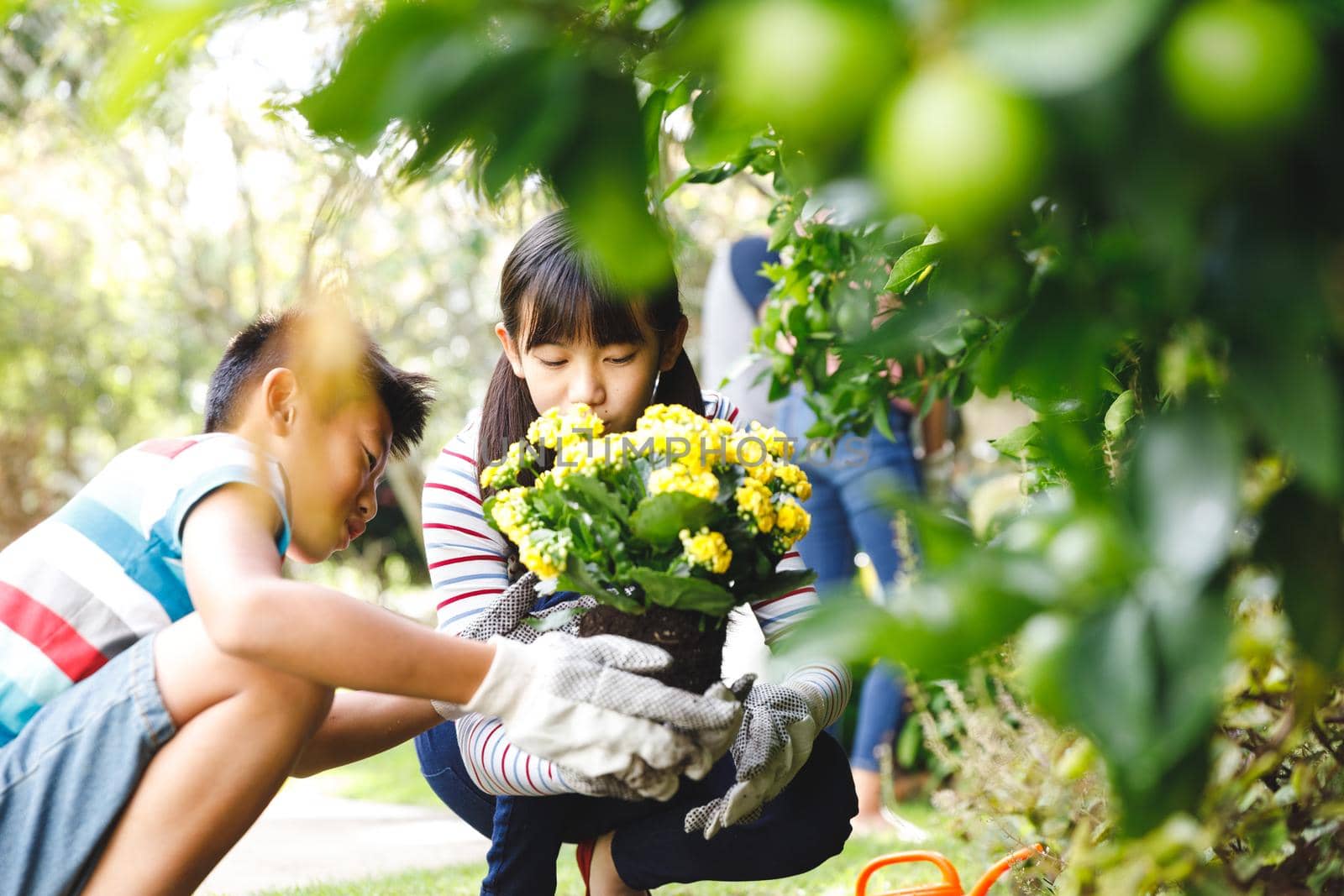 Happy asian brother and sister smiling, wearing gloves and holding flowering potted plant in garden. siblings spending leisure time at home gardening.