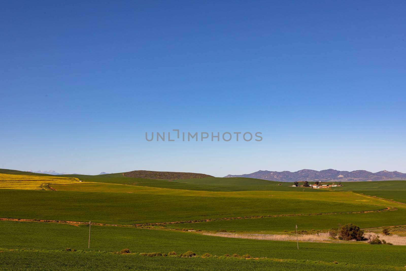 Closeup of yellow flower in countryside landscape with cloudless sky. environment, sustainability, ecology, renewable energy, global warming and climate change awareness.