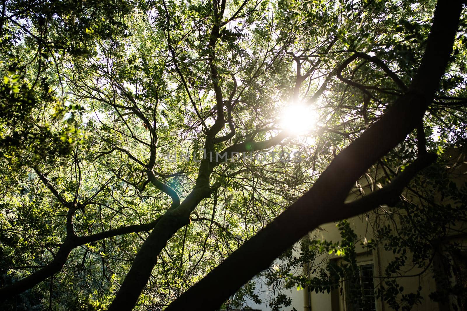 General view of branches of tree in sunny garden. beauty in nature and growth concept.