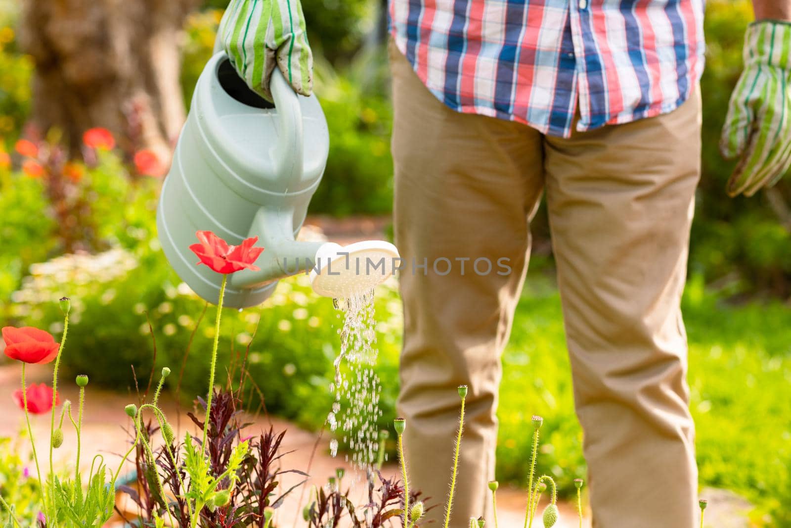 Midsection of african american senior man watering plants in backyard. active retirement lifestyle at home and garden.