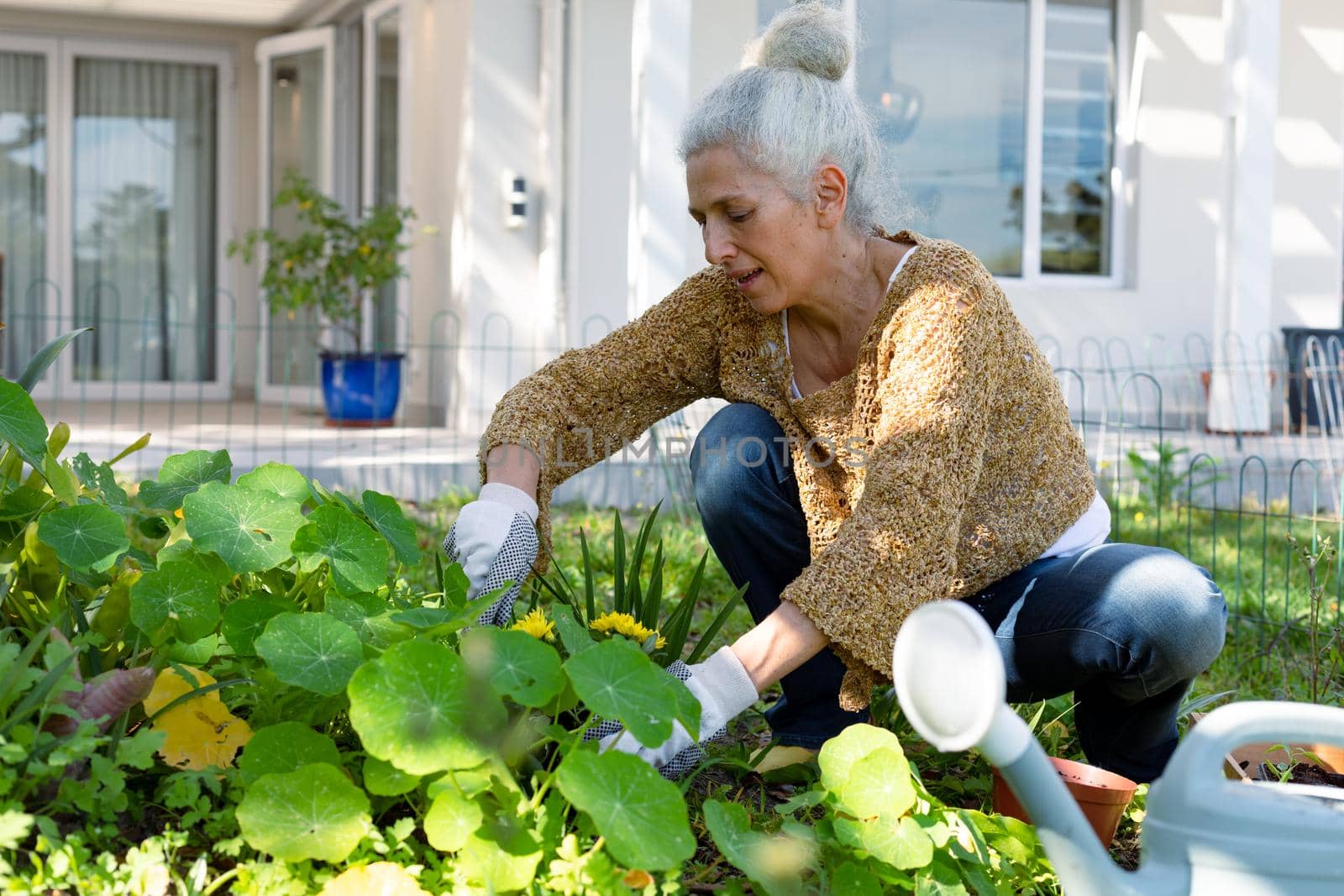 Caucasian senior woman wearing gloves and gardening. active and healthy retirement lifestyle at home and garden.
