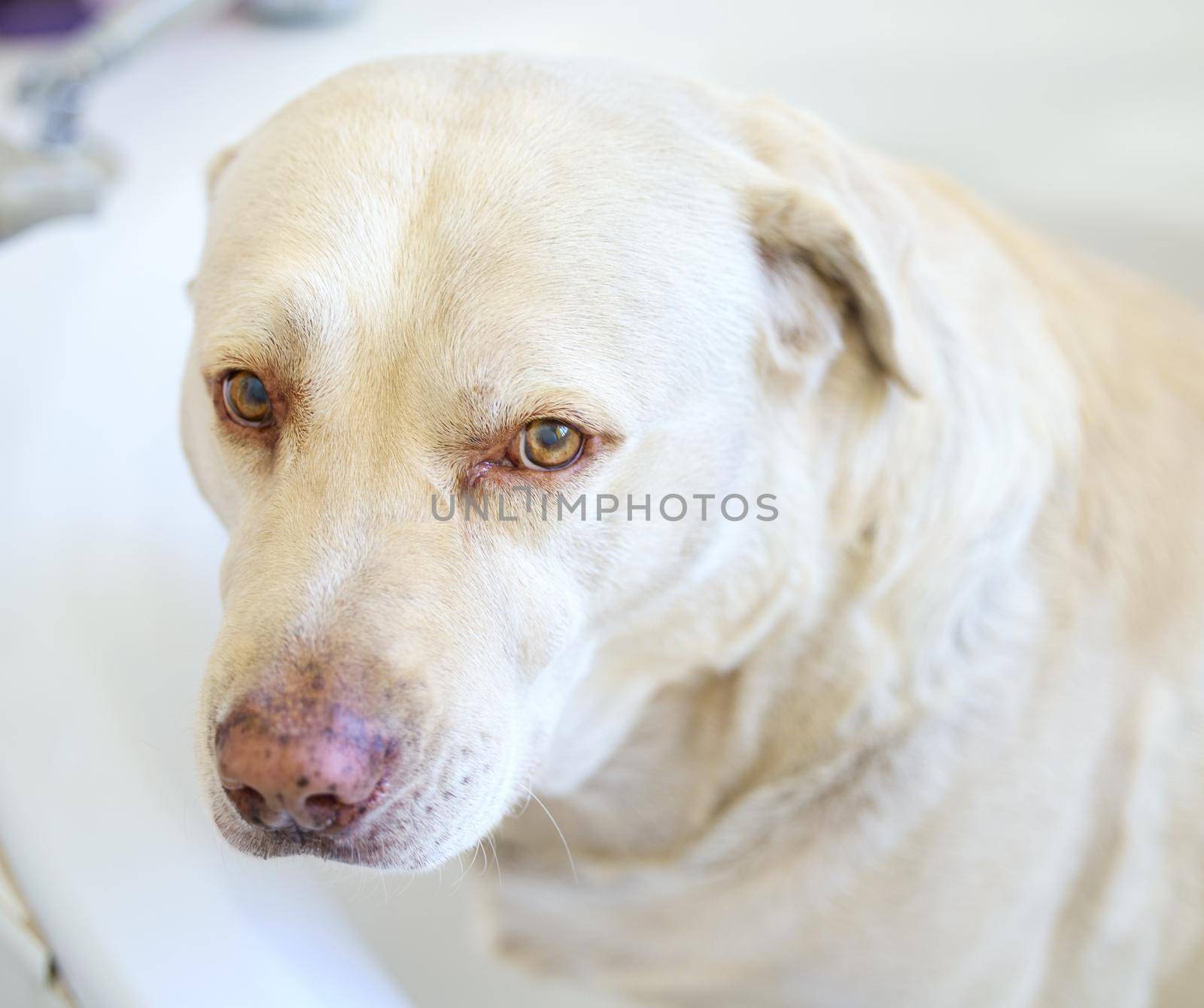 Be right back, having a bath. Shot of an adorable dog having a bath at home. by YuriArcurs